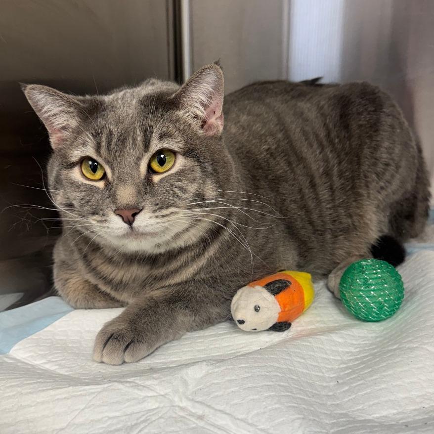 Soprano, ADOPTABLE, Adult Female Domestic Short Hair.