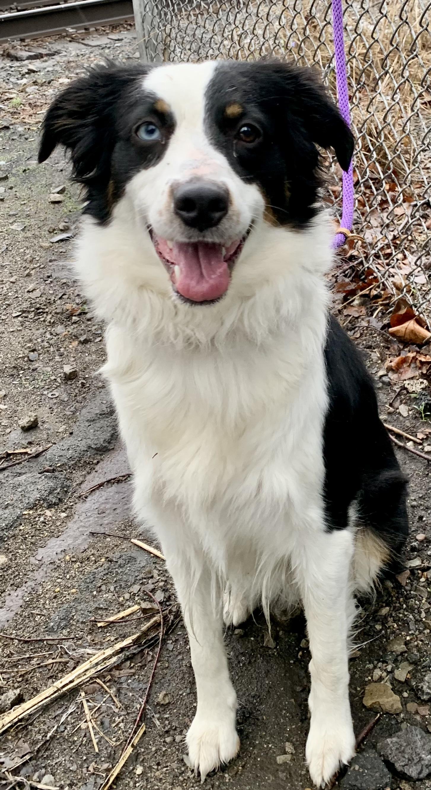 Molly, adopted, Young Female Border Collie.