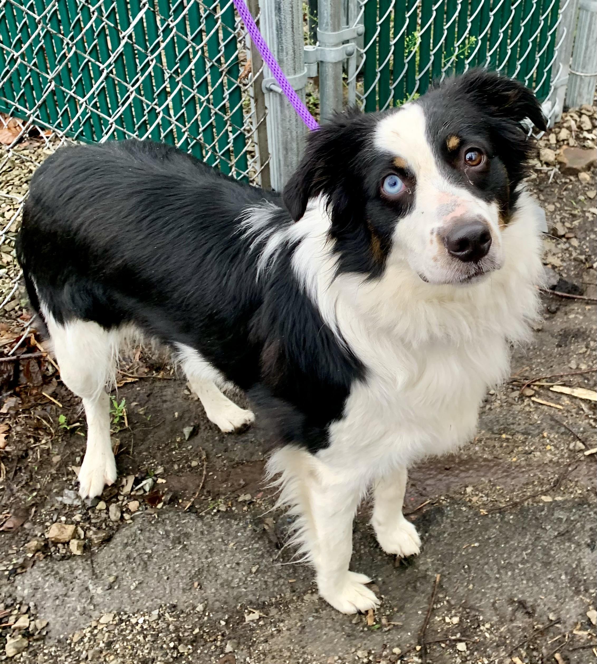 Enlarge Molly, an adopted mixed breed in McKeesport, PA image 3/6