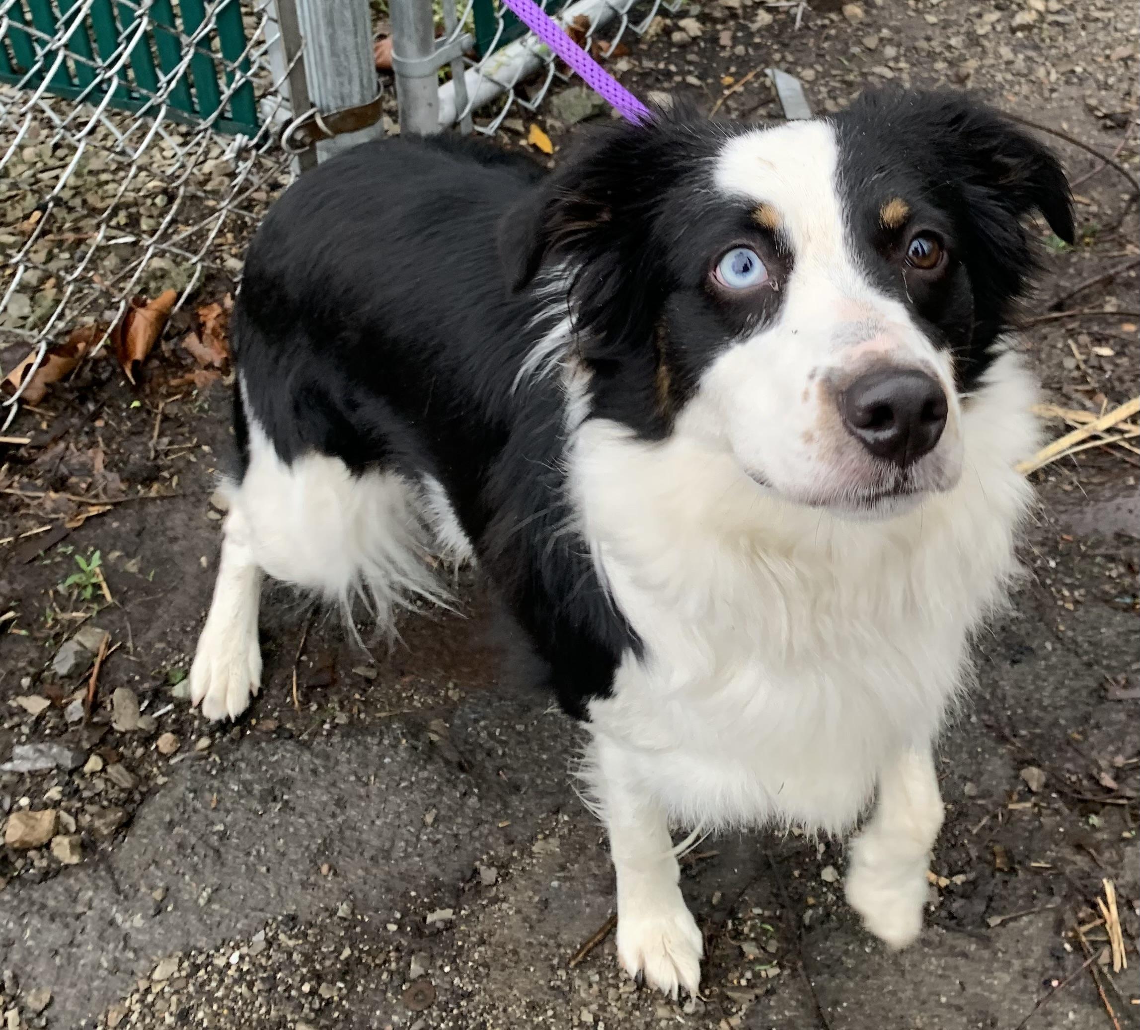 Enlarge Molly, an adopted mixed breed in McKeesport, PA image 6/6