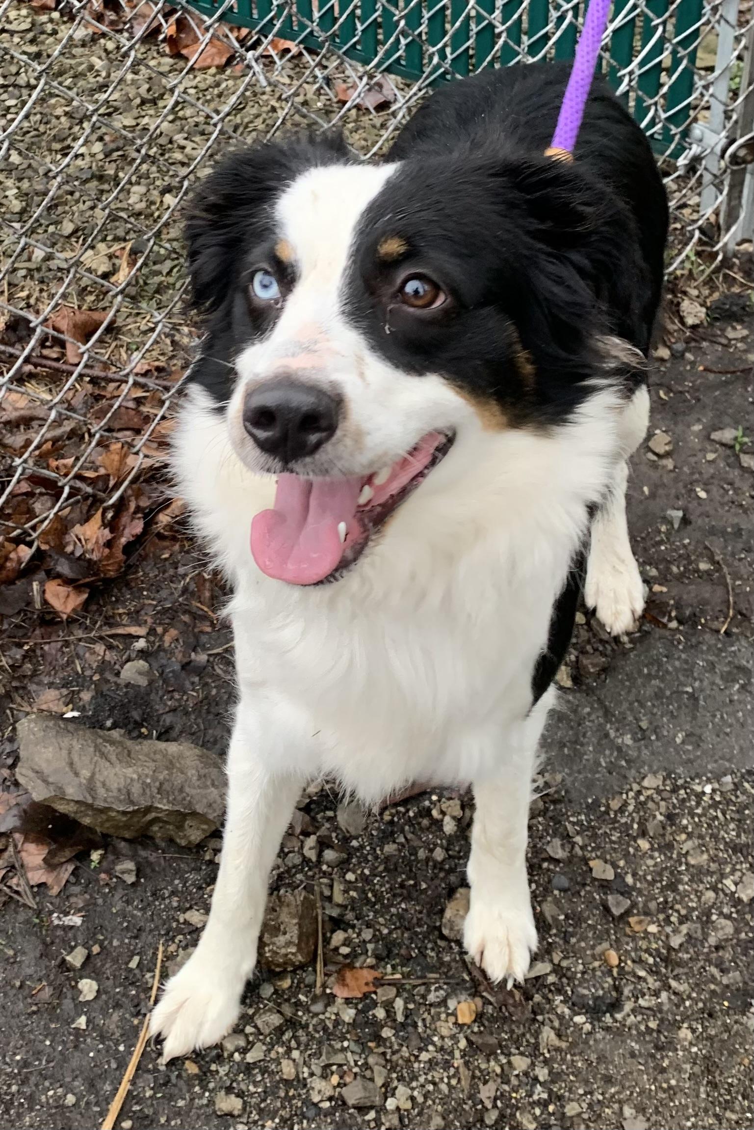 Enlarge Molly, an adopted mixed breed in McKeesport, PA image 2/6