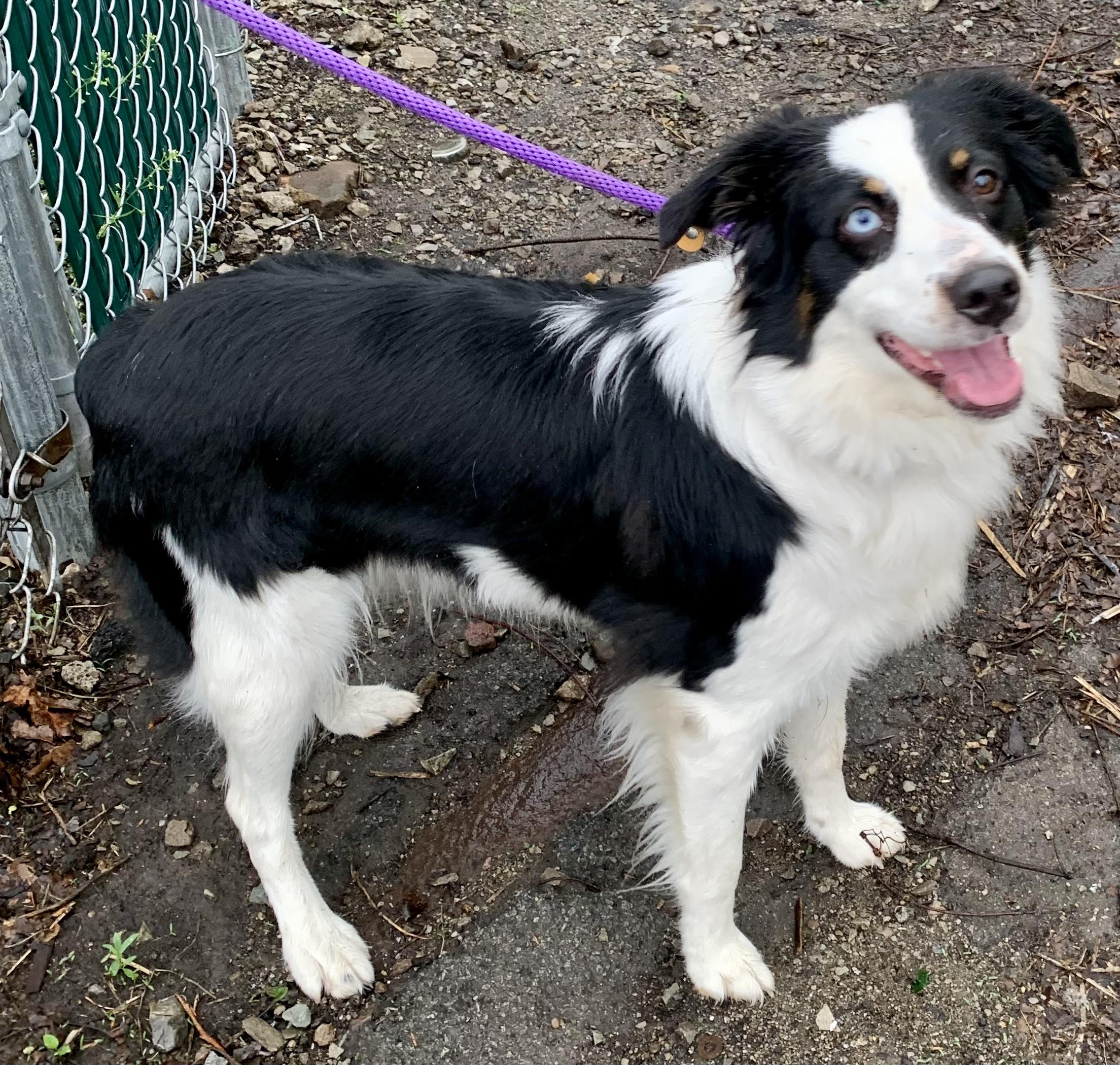 Enlarge Molly, an adopted mixed breed in McKeesport, PA image 4/6