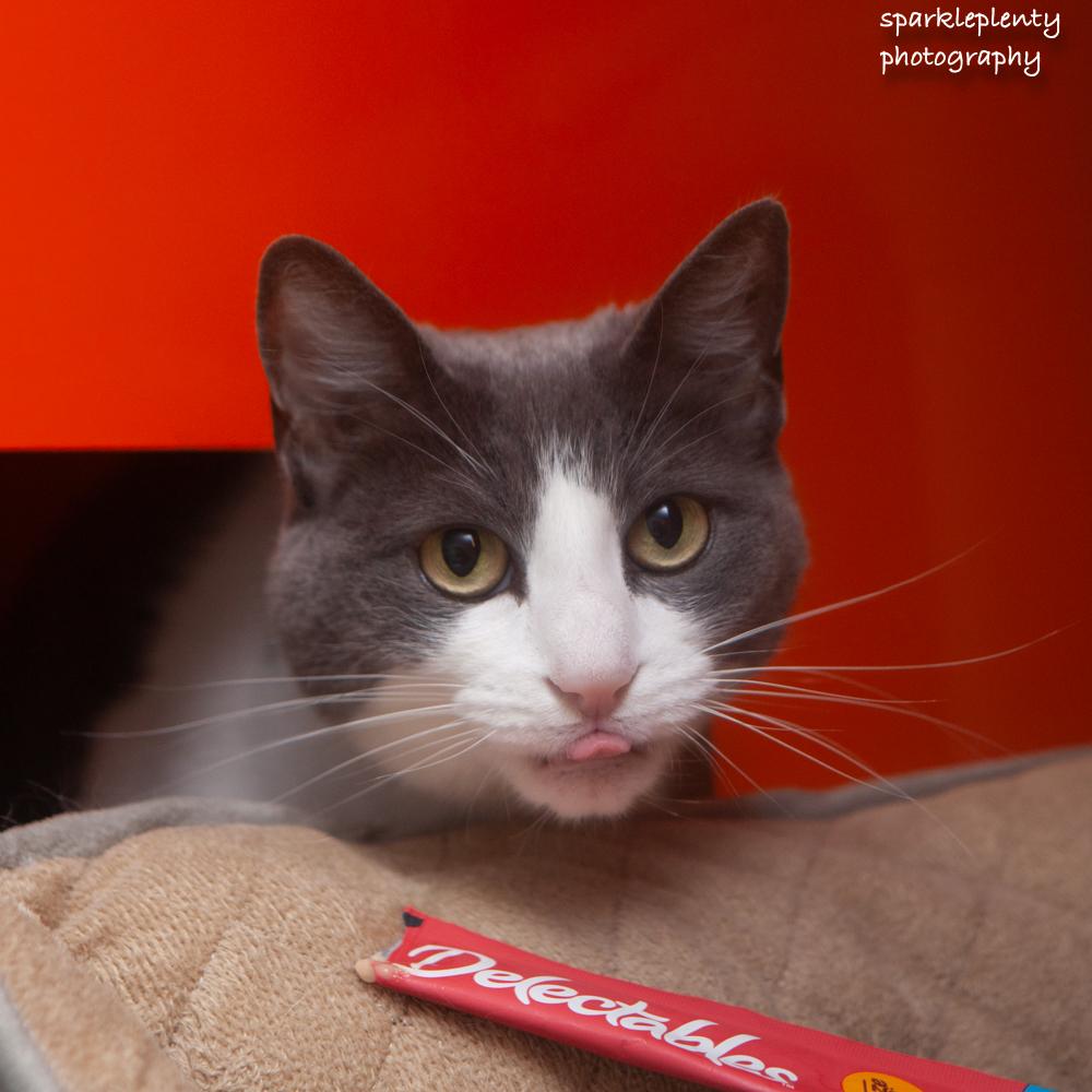 Smokey, adoptable, Adult Female Domestic Short Hair.