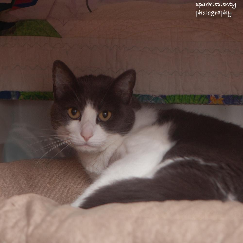 Enlarge Smokey, an adoptable Domestic Short Hair in Ridgefield, CT image 4/5