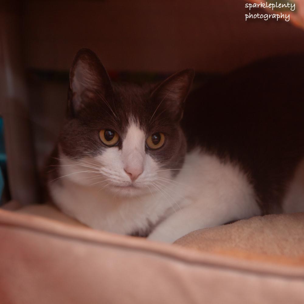 Enlarge Smokey, an adoptable Domestic Short Hair in Ridgefield, CT image 3/5