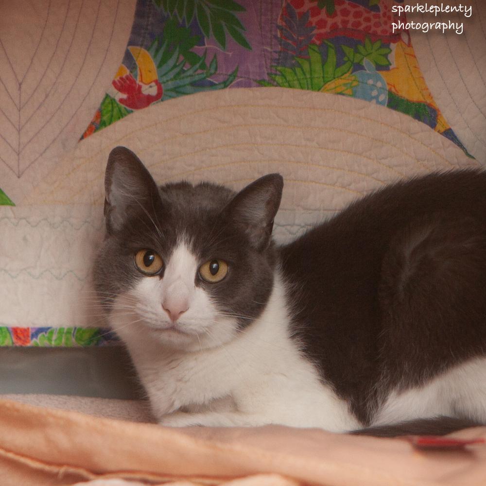Enlarge Smokey, an adoptable Domestic Short Hair in Ridgefield, CT image 2/5