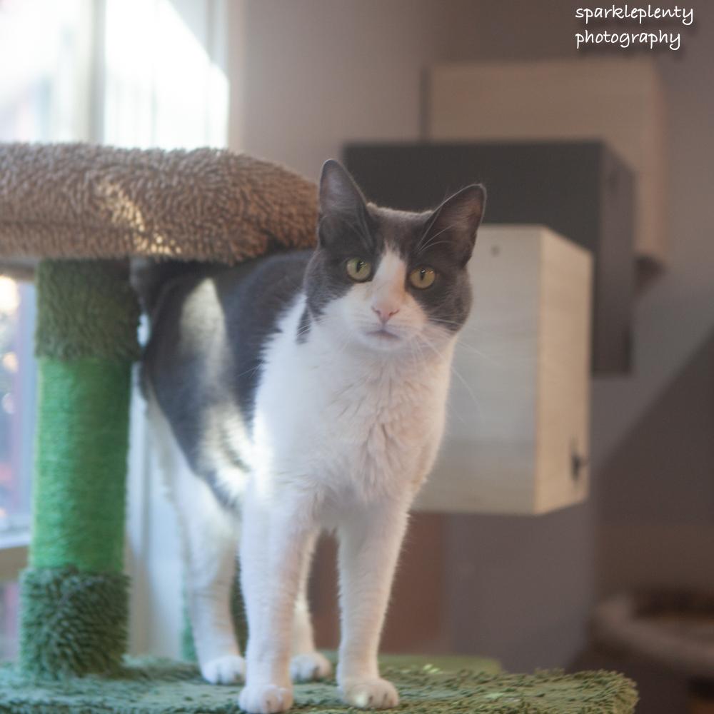 Enlarge Smokey, a Adoptable Domestic Short Hair in Ridgefield, CT image 3/6