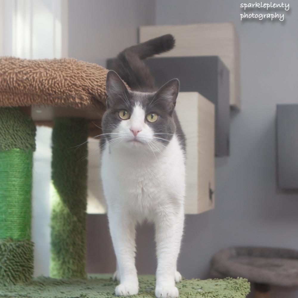 Enlarge Smokey, a Adoptable Domestic Short Hair in Ridgefield, CT image 2/6