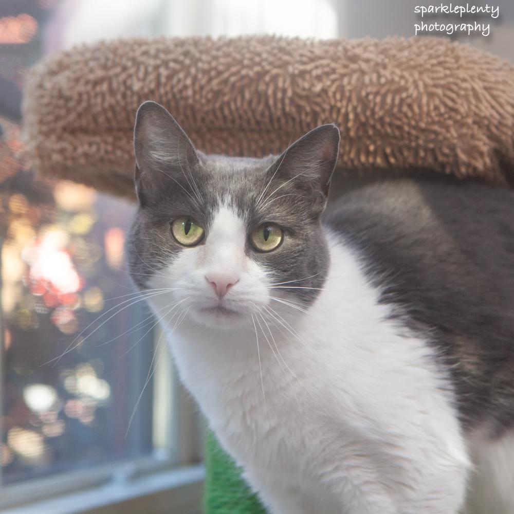 Smokey, Adoptable, Adult Female Domestic Short Hair.