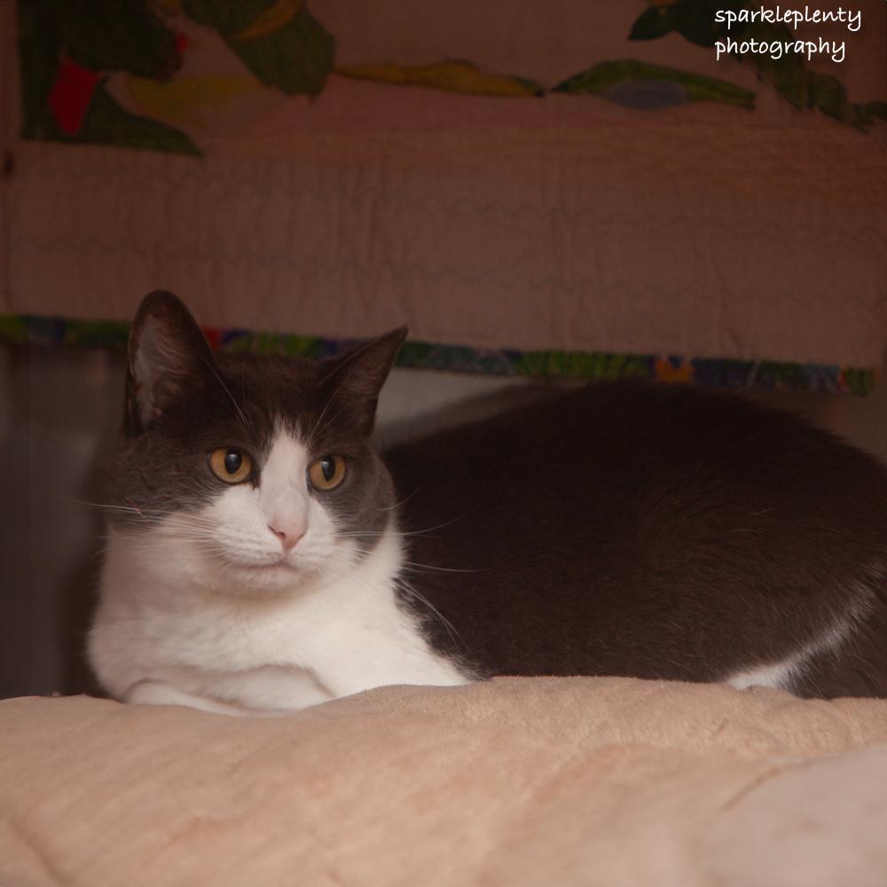 Enlarge Smokey, an adoptable Domestic Short Hair in Ridgefield, CT image 5/5