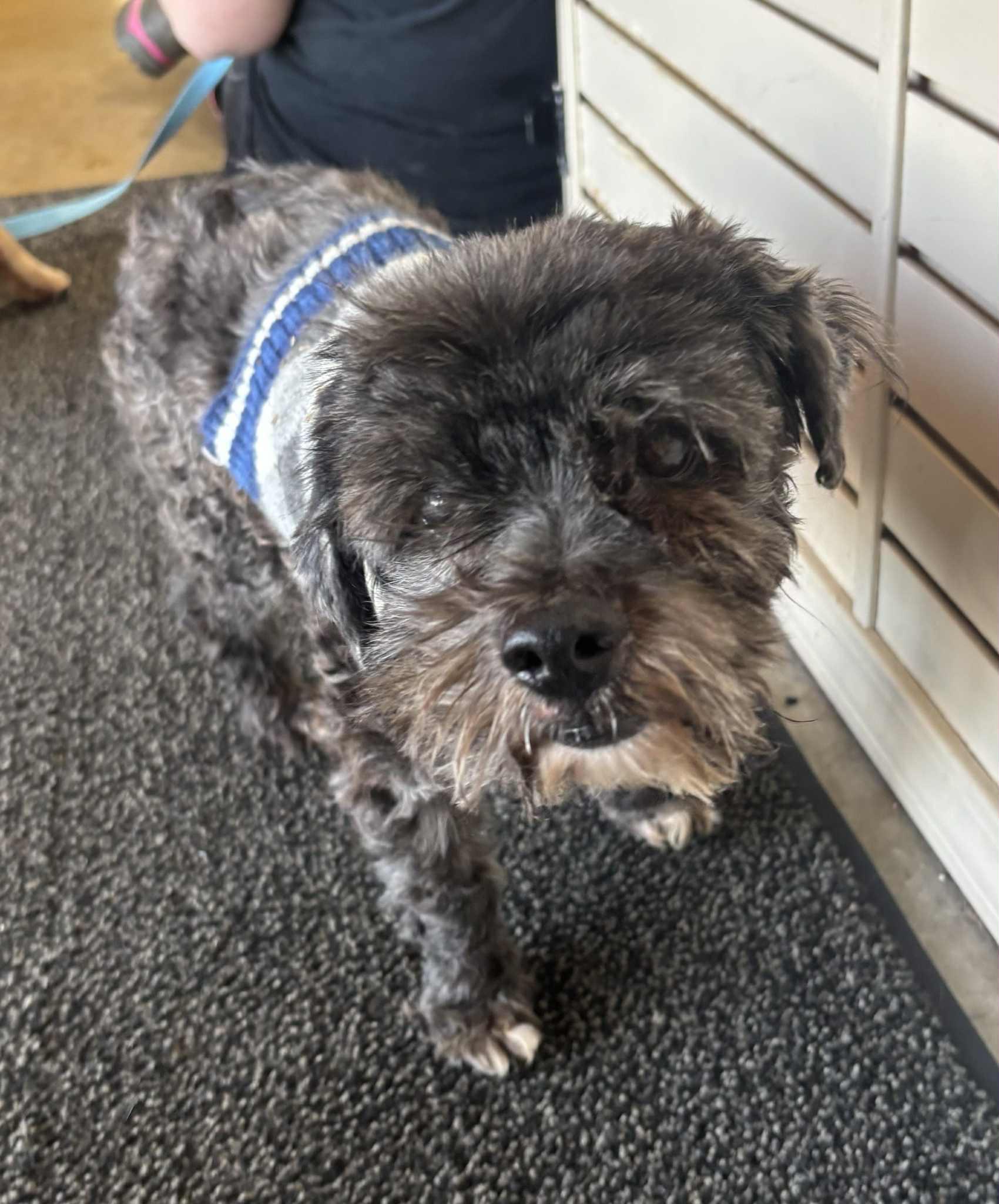 Ozzy, a Adoptable Miniature Schnauzer in Independence, MO image 1/5