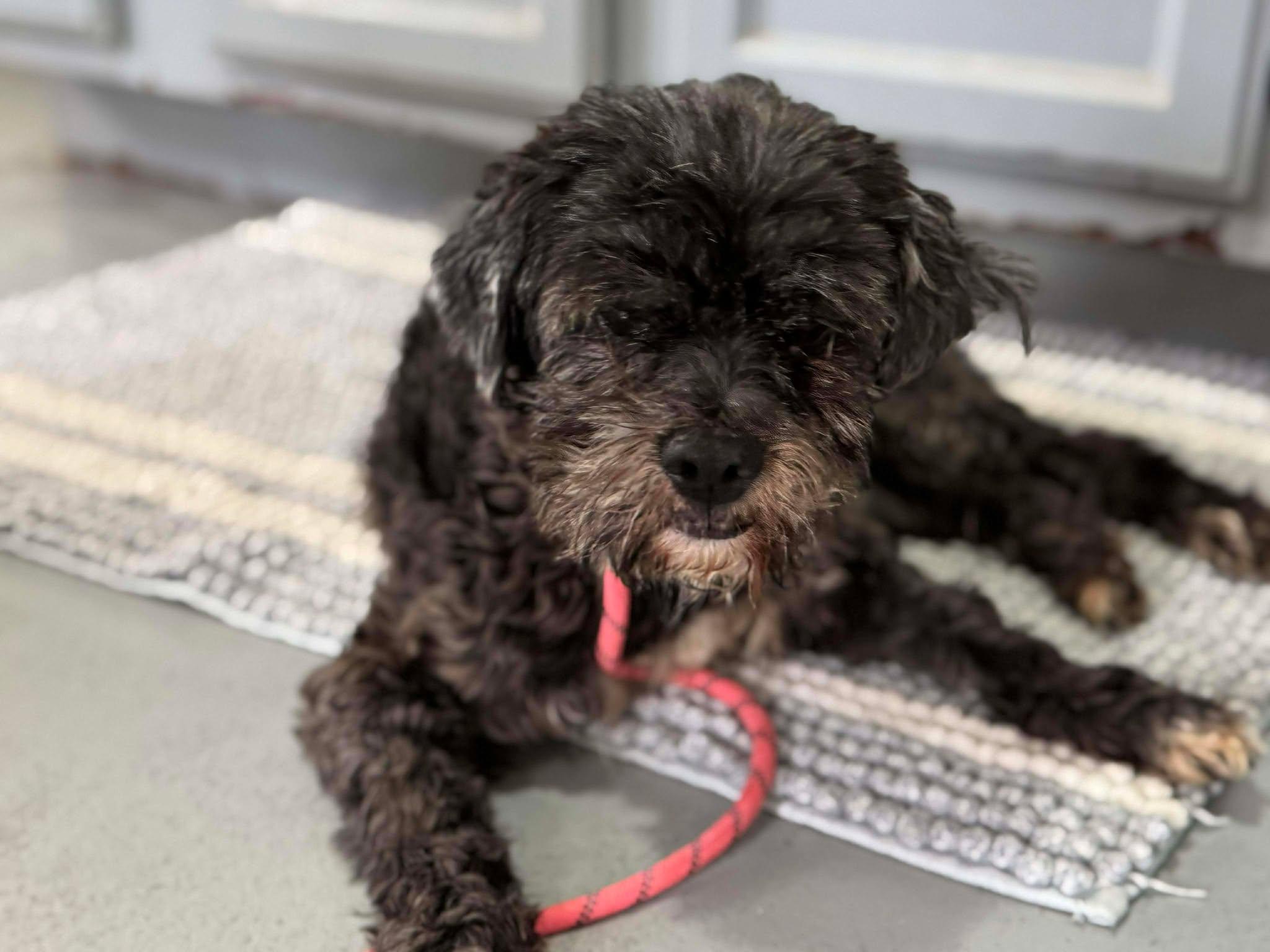 Ozzy, a Adoptable Miniature Schnauzer in Independence, MO image 2/5