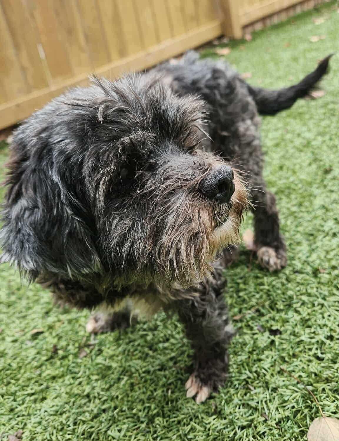 Ozzy, a Adoptable Miniature Schnauzer in Independence, MO image 3/5