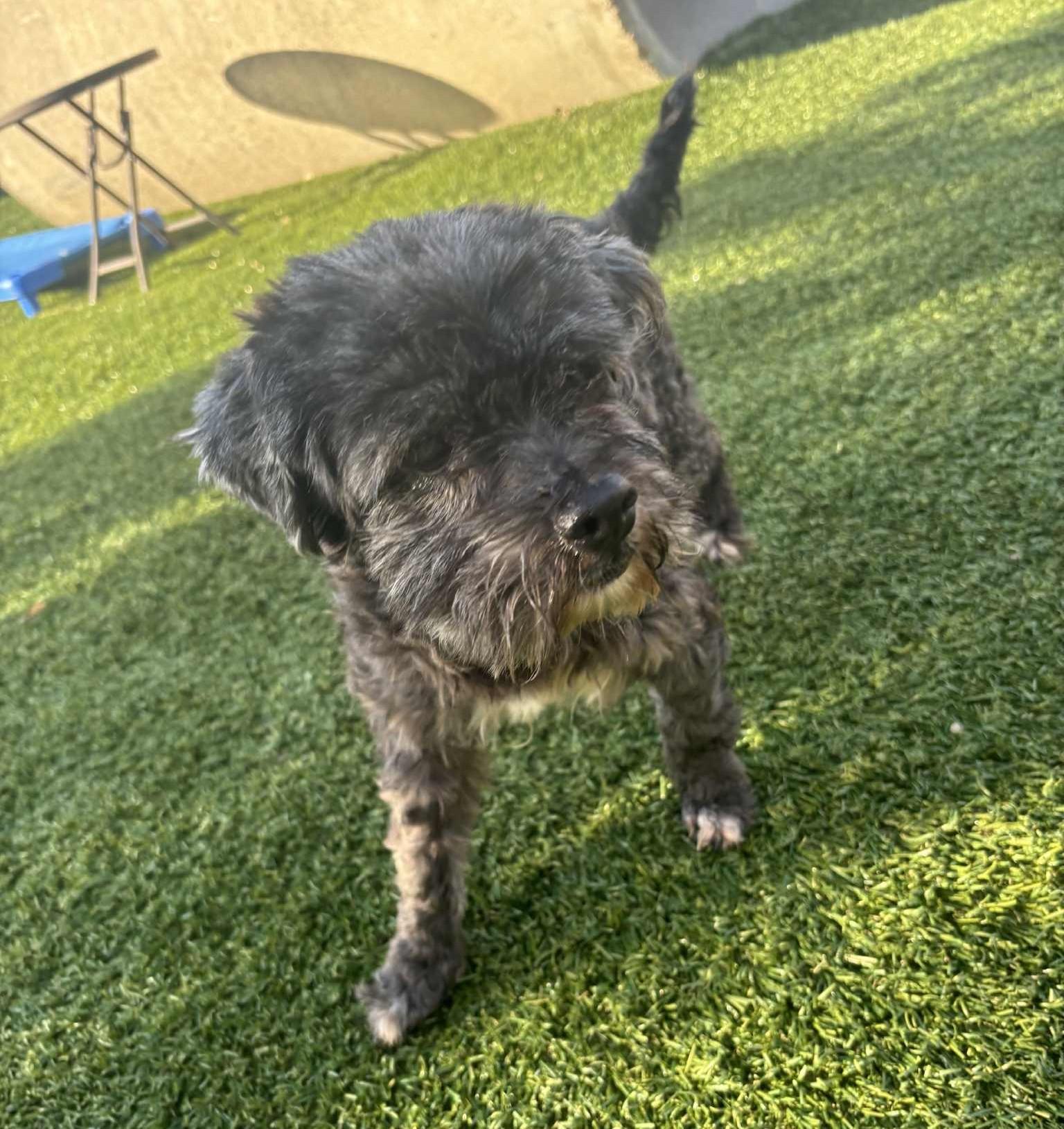 Ozzy, a Adoptable Miniature Schnauzer in Independence, MO image 5/5