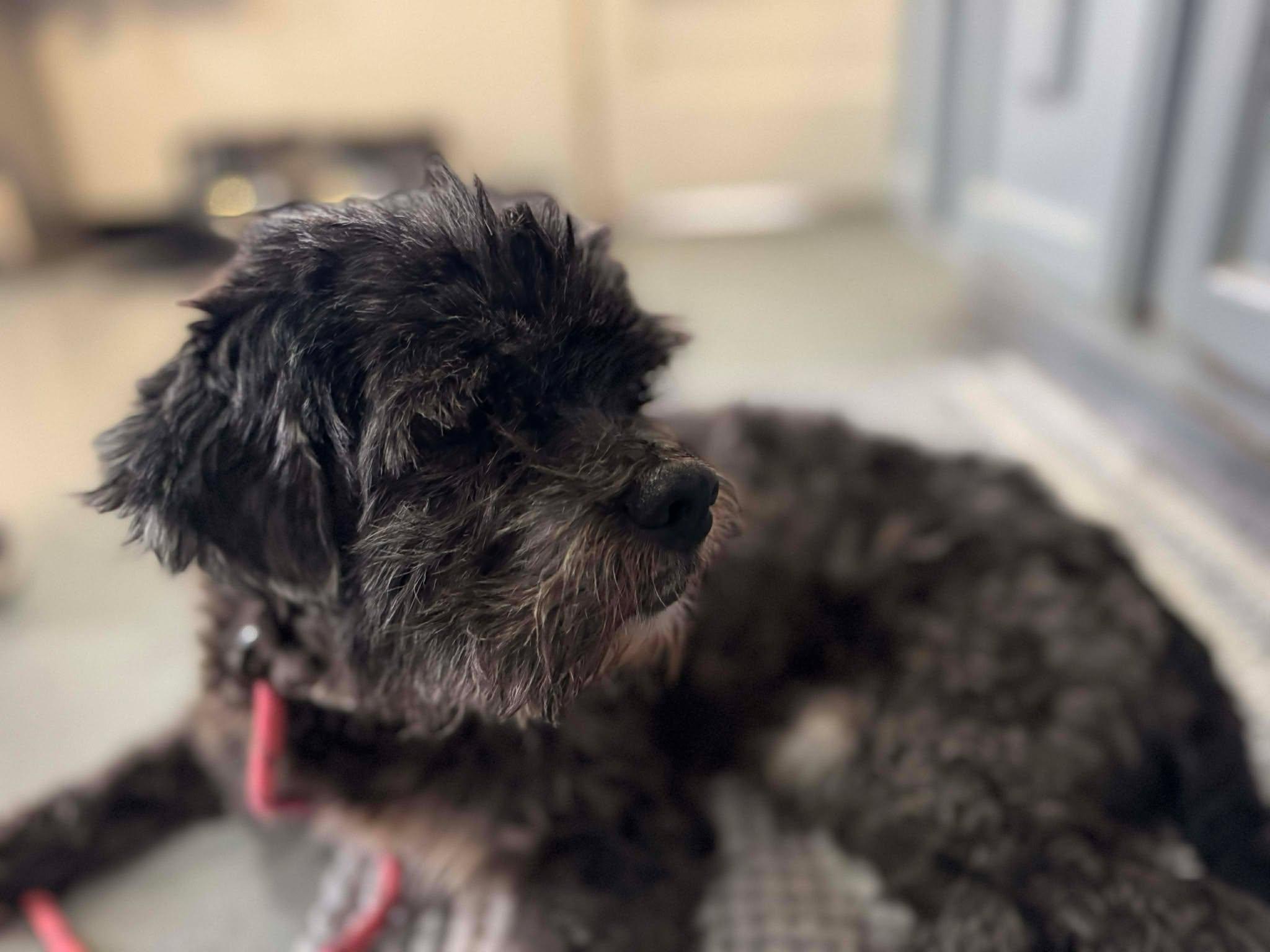 Ozzy, a Adoptable Miniature Schnauzer in Independence, MO image 4/5