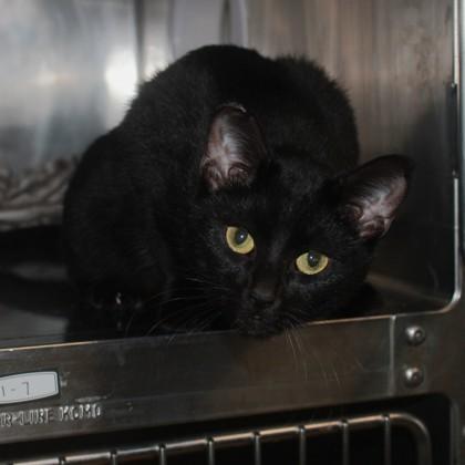 Enlarge Jesse, an adopted Domestic Medium Hair in Syracuse, NY image 1/1