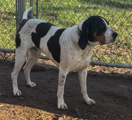Enlarge Slade, a Adoptable Treeing Walker Coonhound in Mora, MN image 2/6