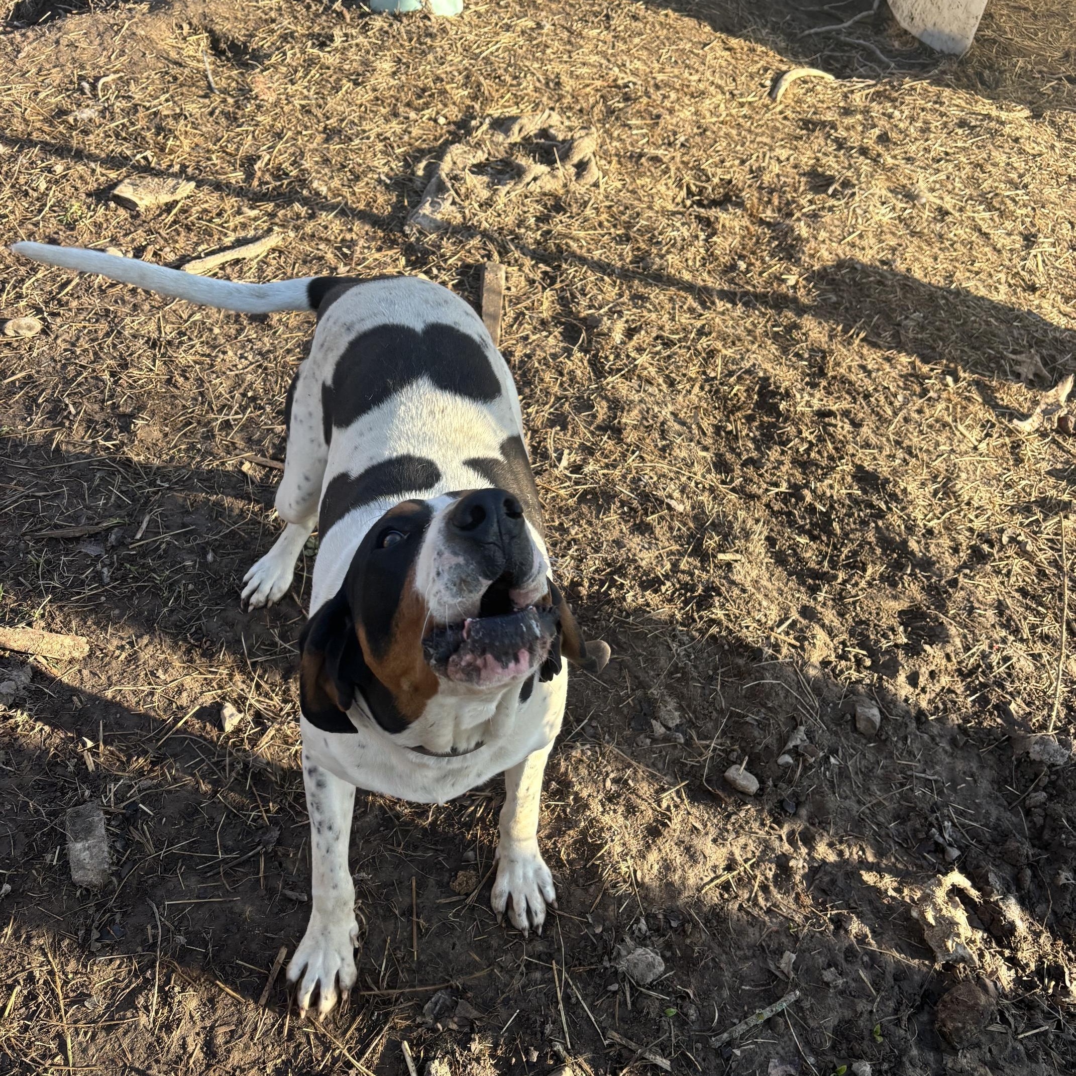 Enlarge Slade, a Adoptable Treeing Walker Coonhound in Mora, MN image 6/6