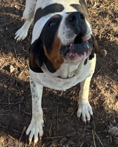 Enlarge Slade, a Adoptable Treeing Walker Coonhound in Mora, MN image 3/6