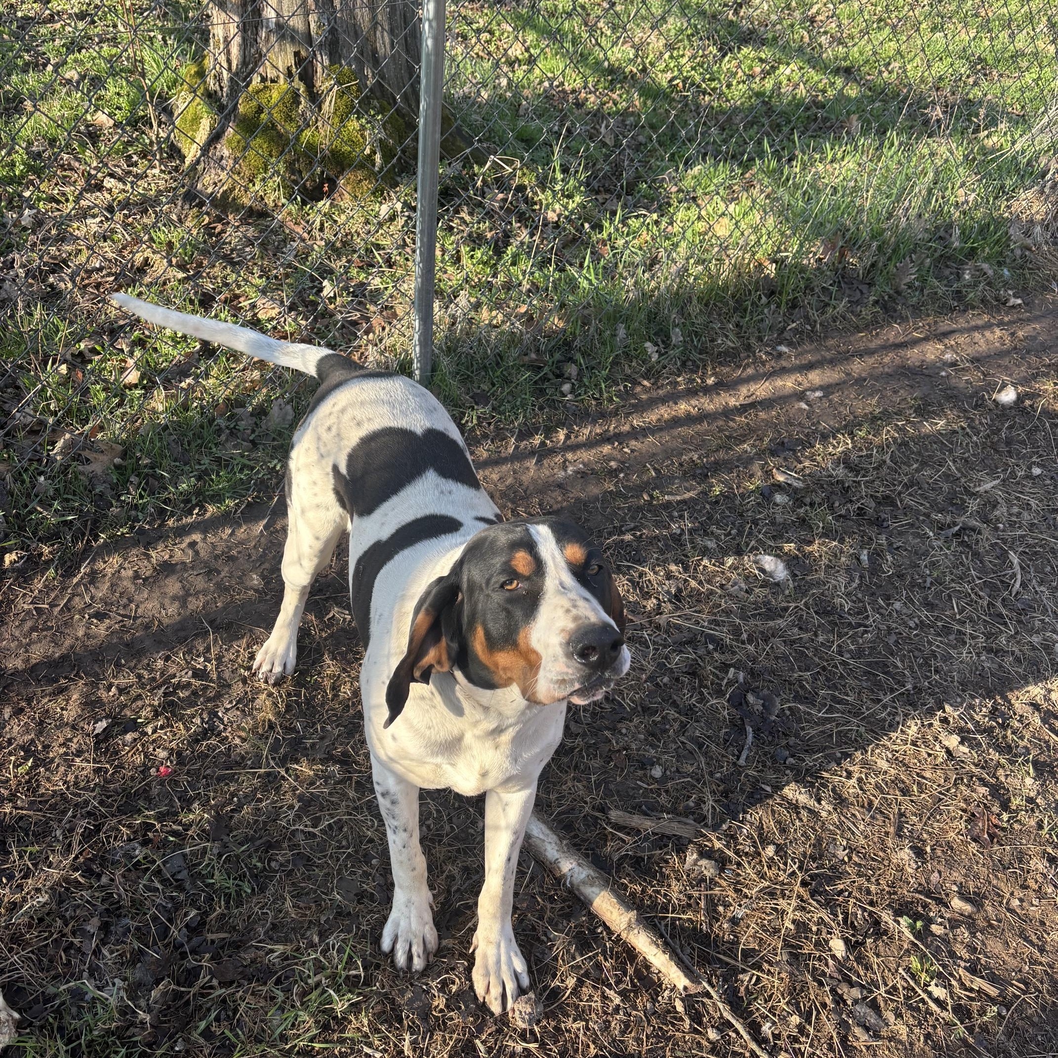 Enlarge Slade, a Adoptable Treeing Walker Coonhound in Mora, MN image 4/6