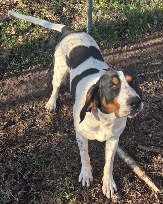 Slade, Adoptable, Young Male Treeing Walker Coonhound.
