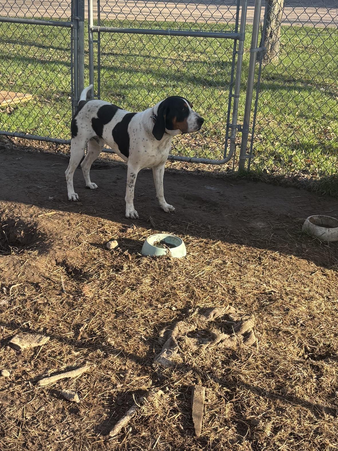Enlarge Slade, a Adoptable Treeing Walker Coonhound in Mora, MN image 5/6