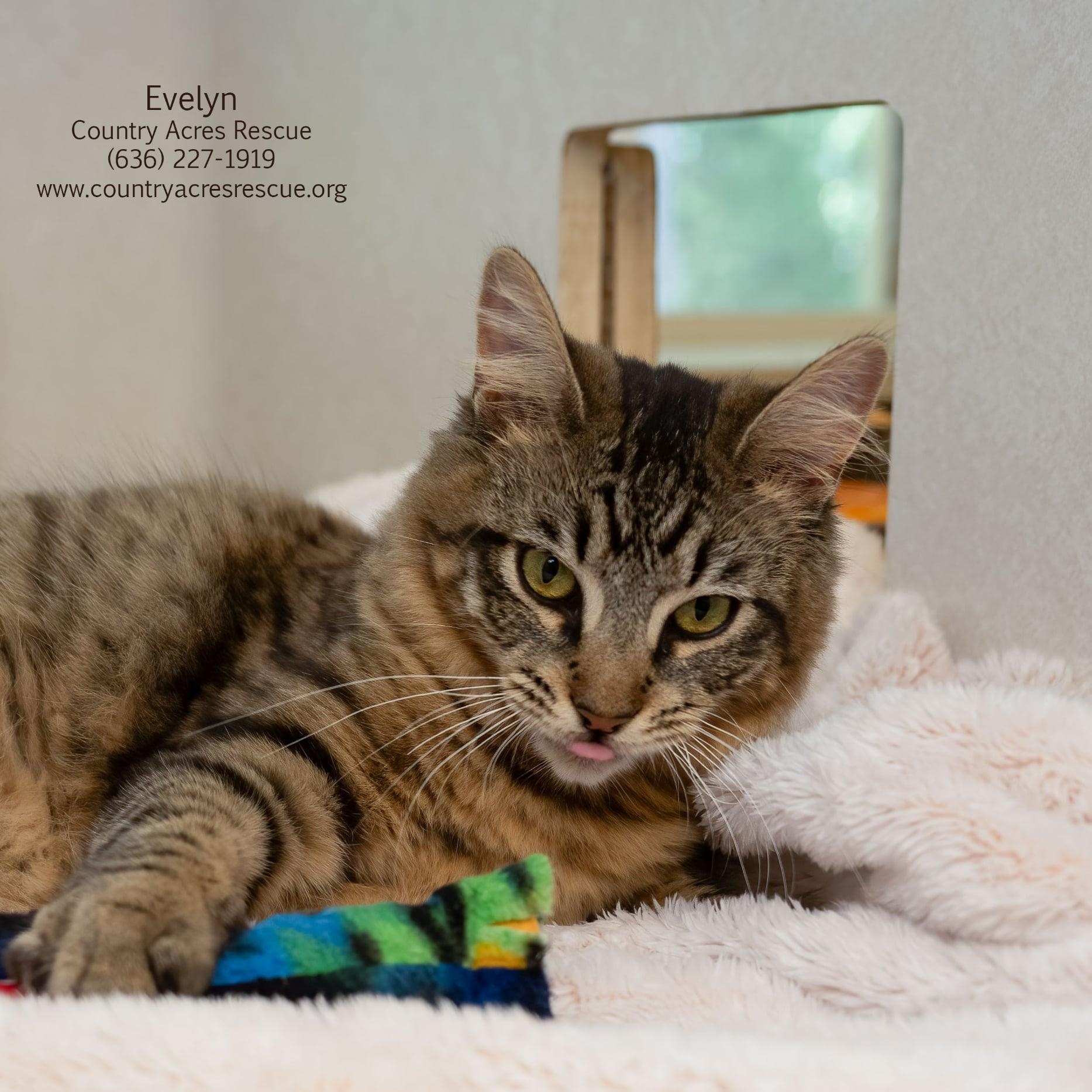 Evelyn, an adopted Domestic Medium Hair in Manchester, MO image 4/4