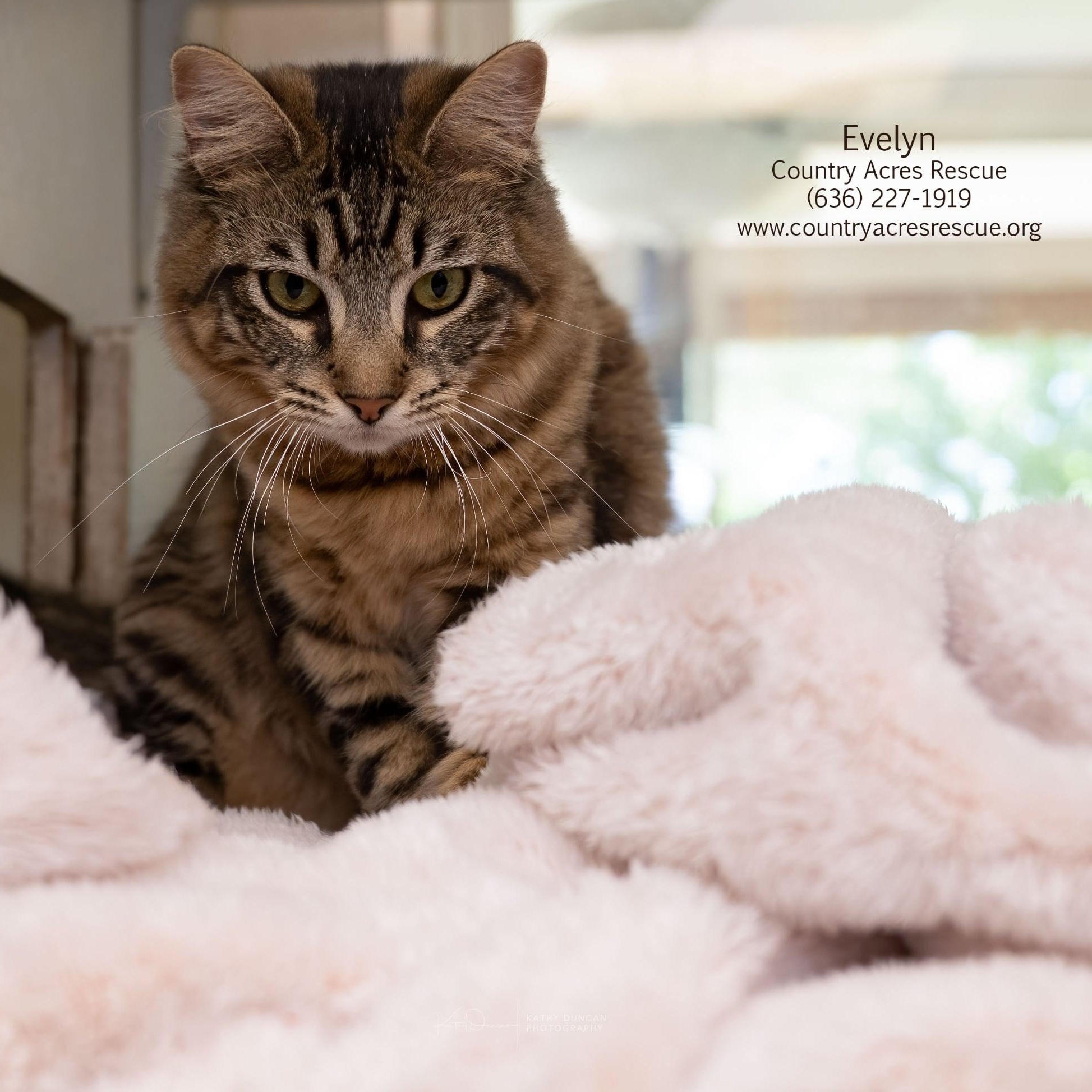 Evelyn, an adopted Domestic Medium Hair in Manchester, MO image 3/4