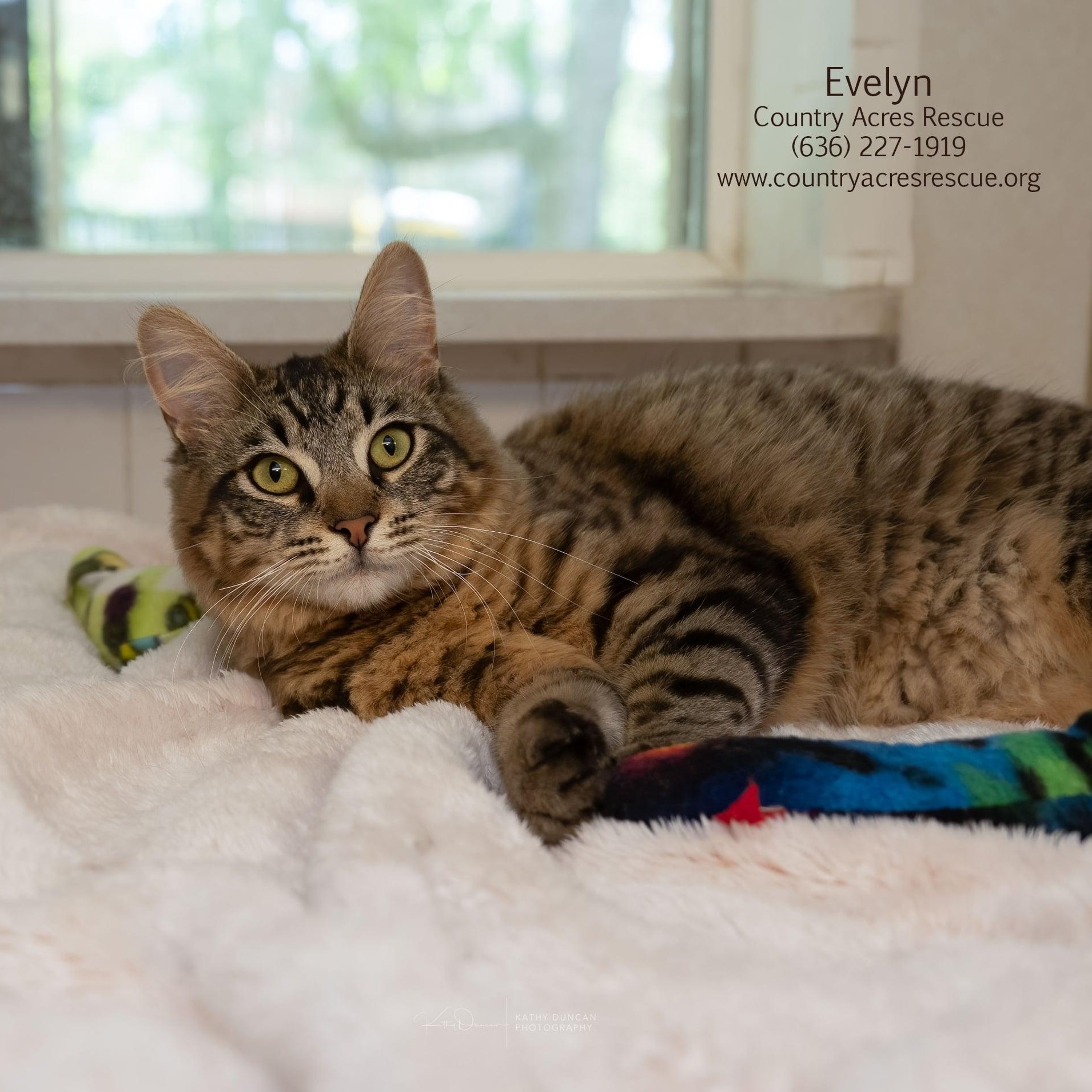 Evelyn, adopted, Young Female Domestic Medium Hair.