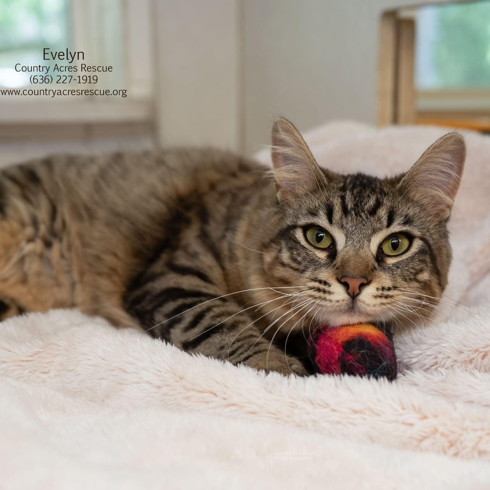 Evelyn, an adopted Domestic Medium Hair in Manchester, MO image 2/4