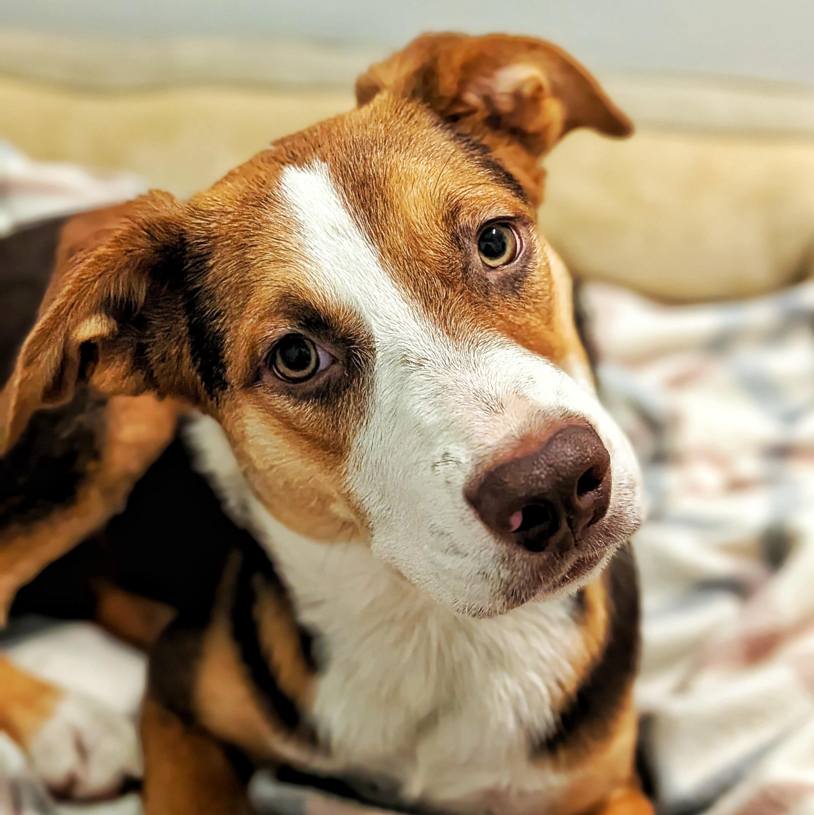 Enlarge Riley 2, a Adoptable mixed breed in Eustis, FL image 1/1