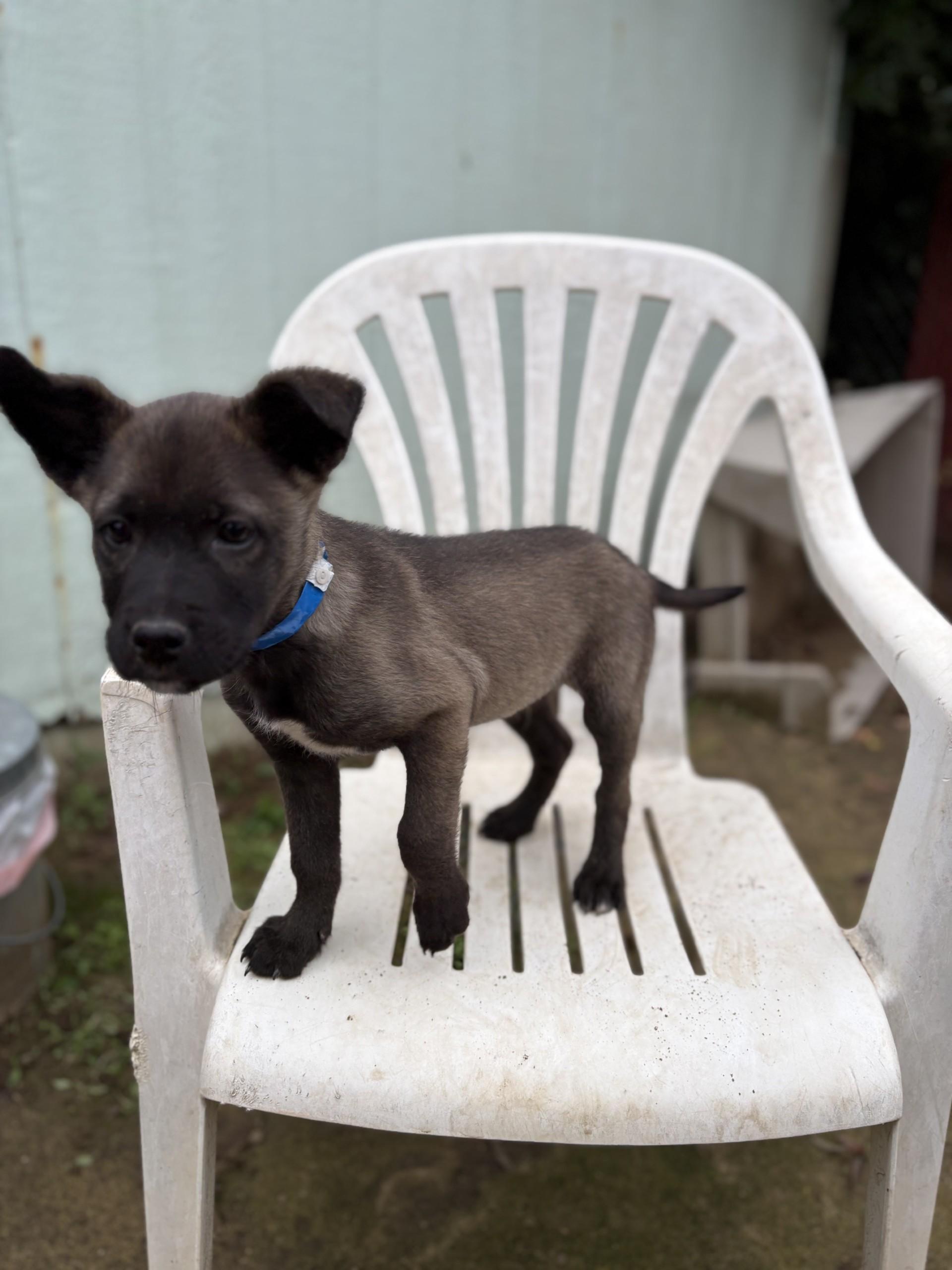 Enlarge BABY BUCKY , a Adoptable mixed breed in Fresno, CA image 5/5