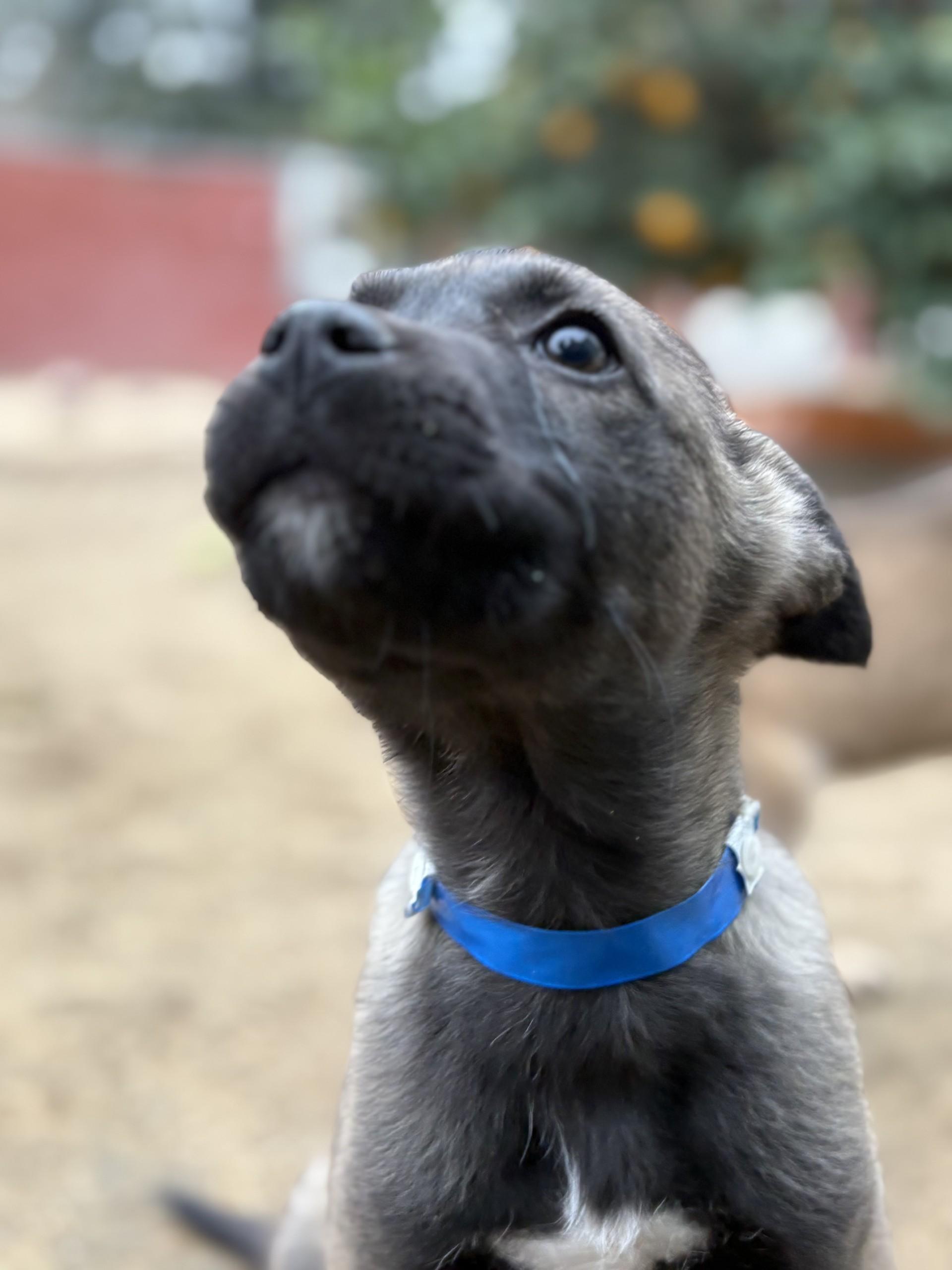 Enlarge BABY BUCKY , a Adoptable mixed breed in Fresno, CA image 4/5