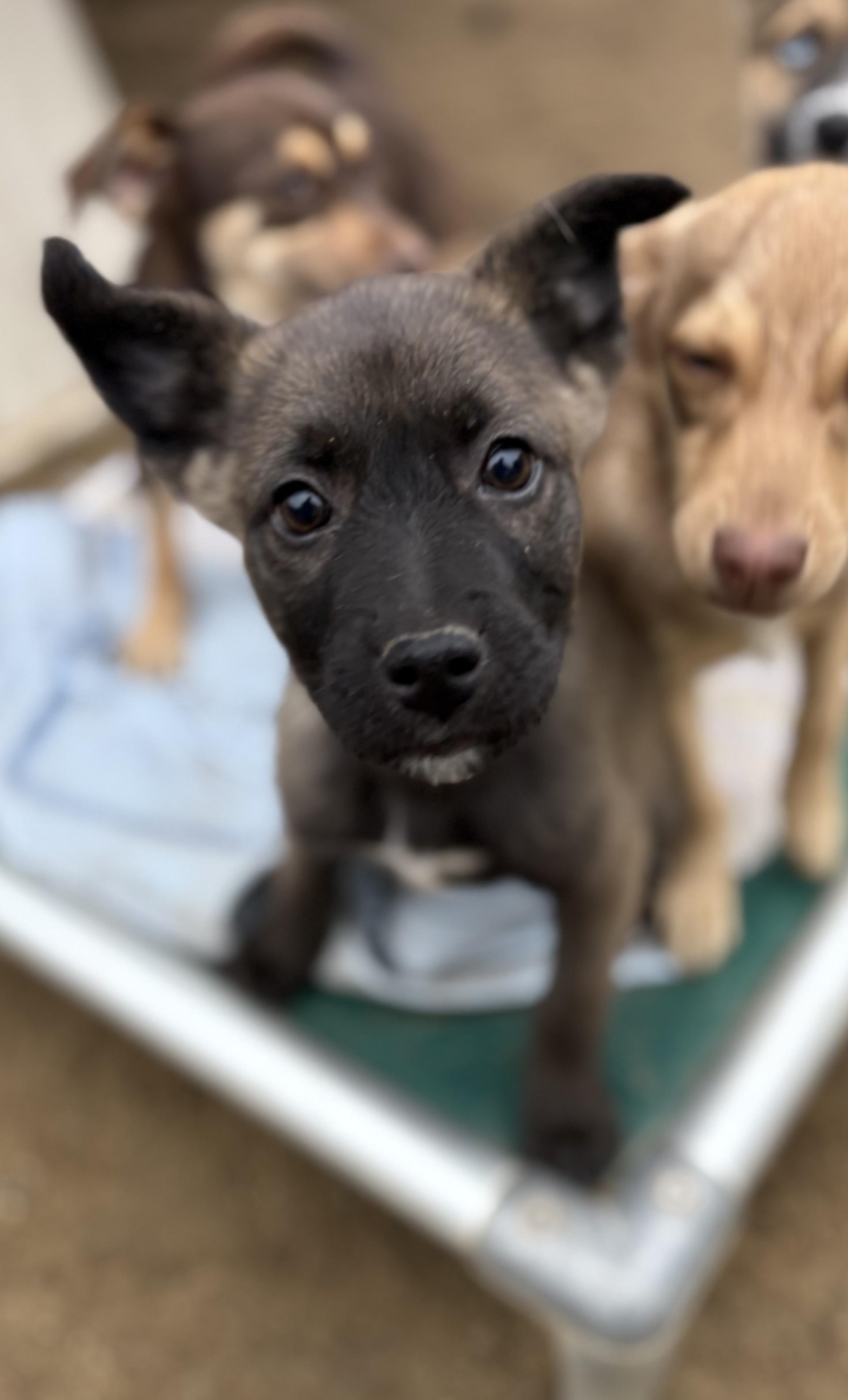 Enlarge BABY BUCKY , a Adoptable mixed breed in Fresno, CA image 1/5