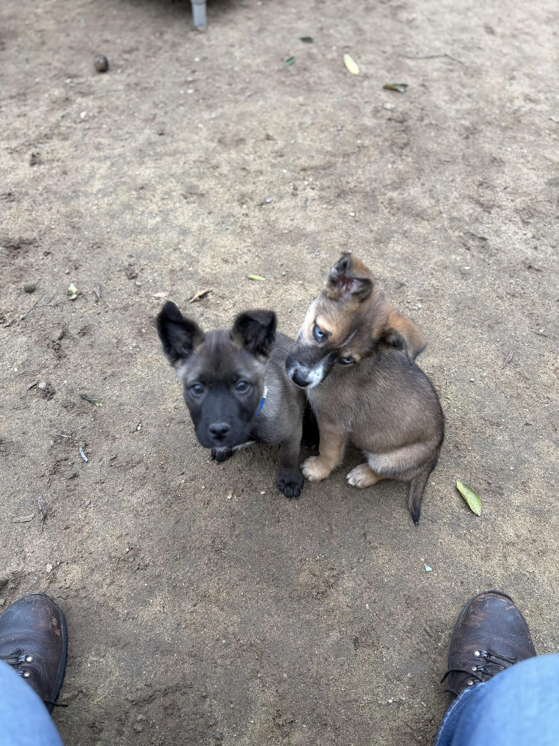 Enlarge BABY BUCKY , a Adoptable mixed breed in Fresno, CA image 2/5