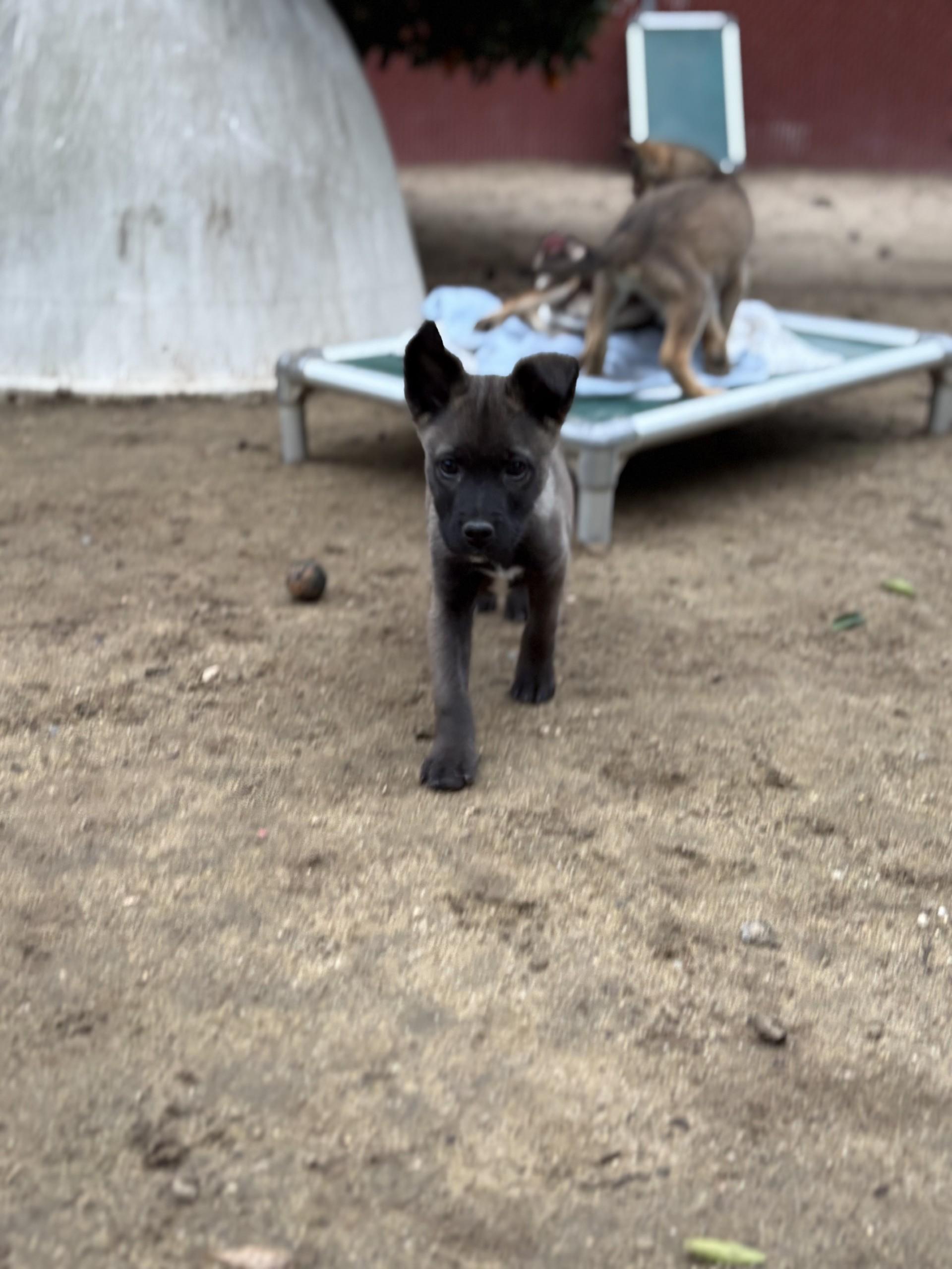 Enlarge BABY BUCKY , a Adoptable mixed breed in Fresno, CA image 3/5