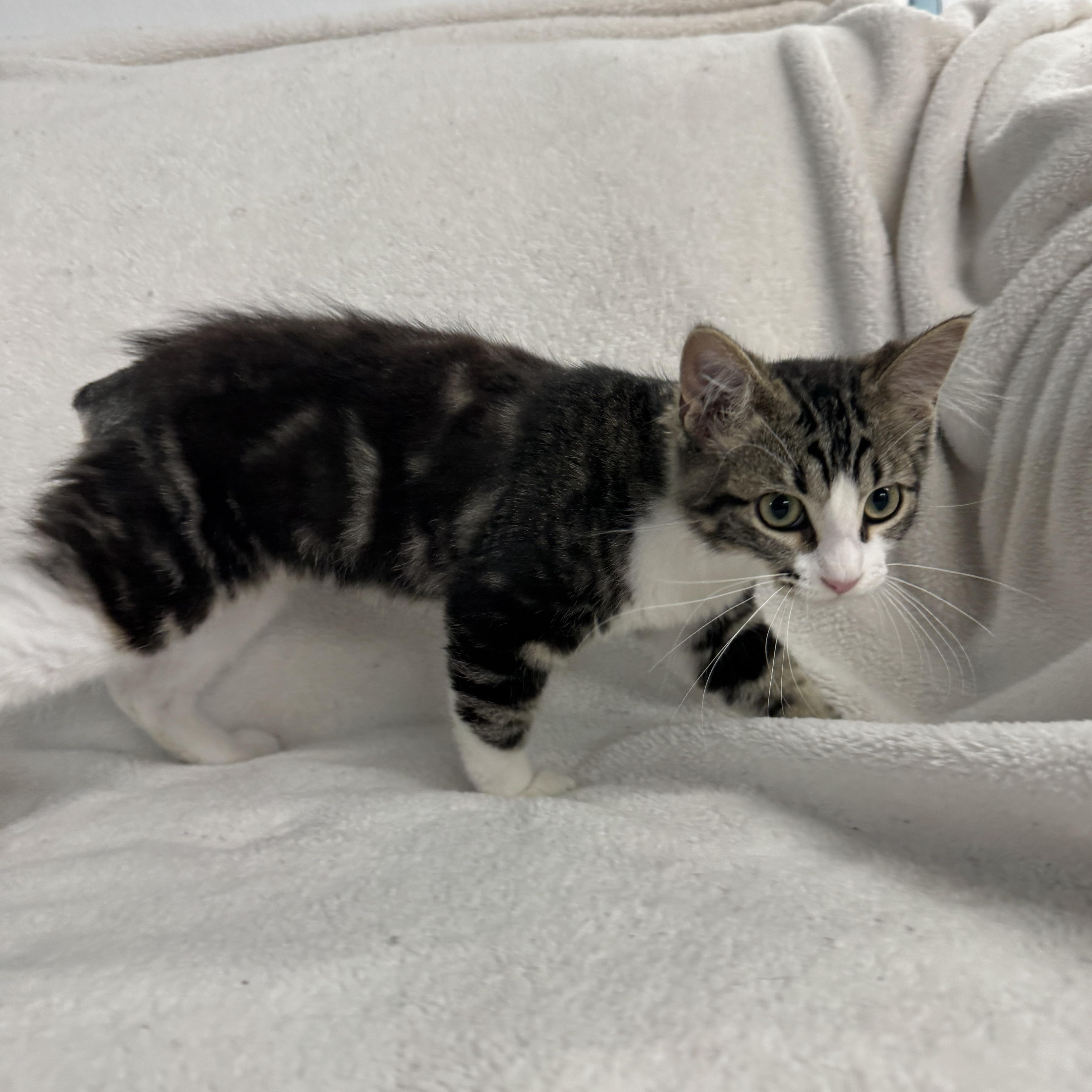 Grasshopper, an adopted Domestic Short Hair in Auburn, NE image 3/6
