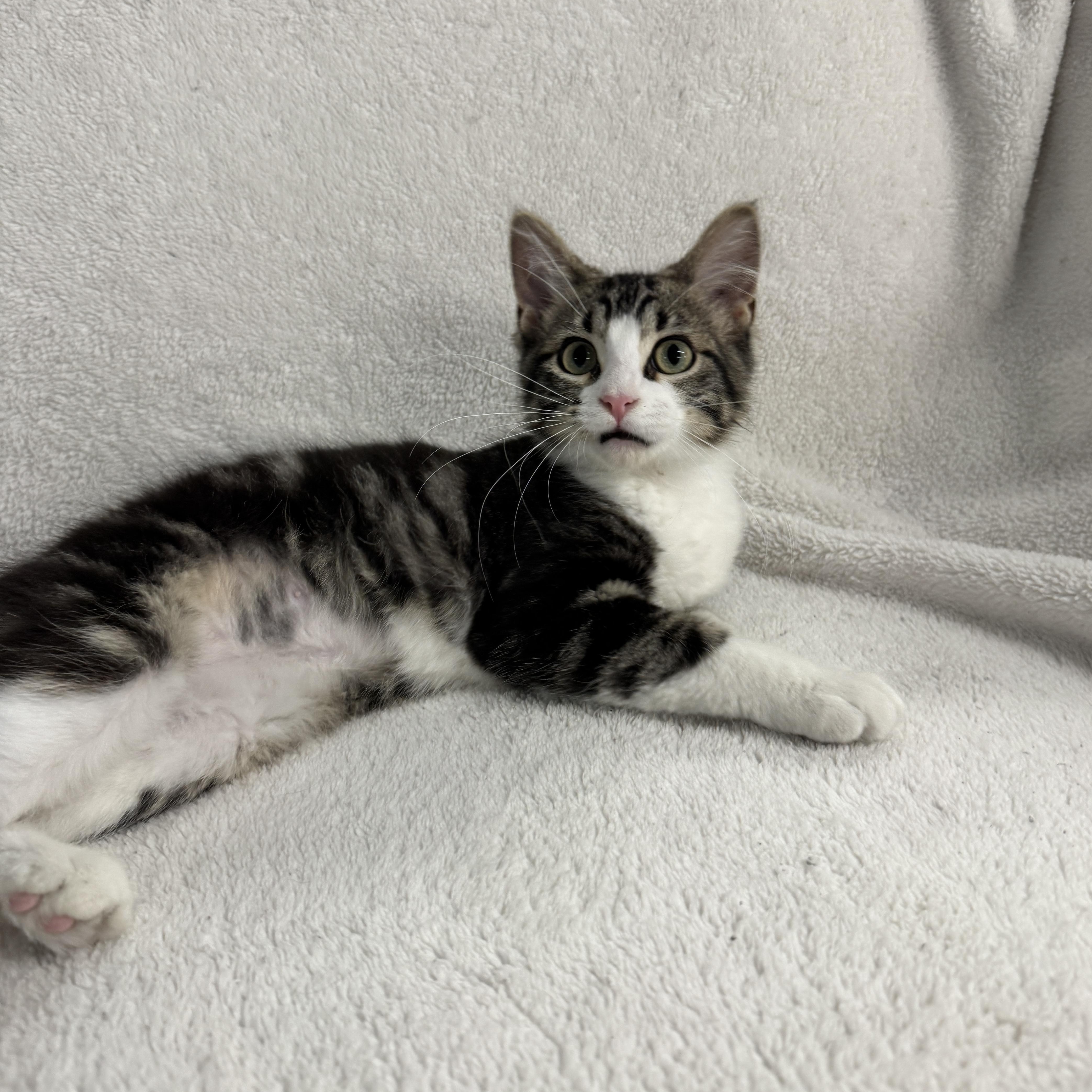 Grasshopper, an adopted Domestic Short Hair in Auburn, NE image 4/6