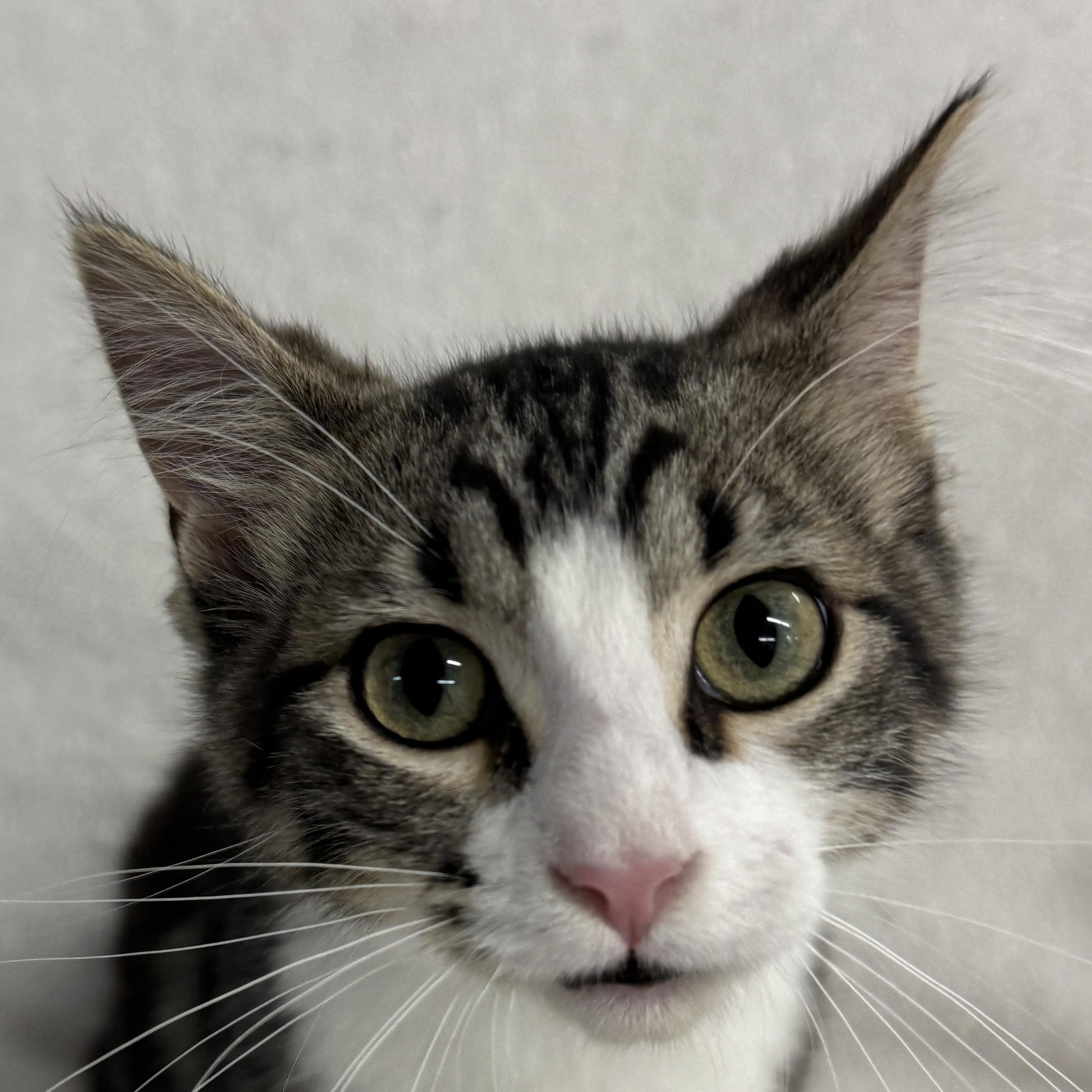 Grasshopper, adopted, Kitten Female Domestic Short Hair.