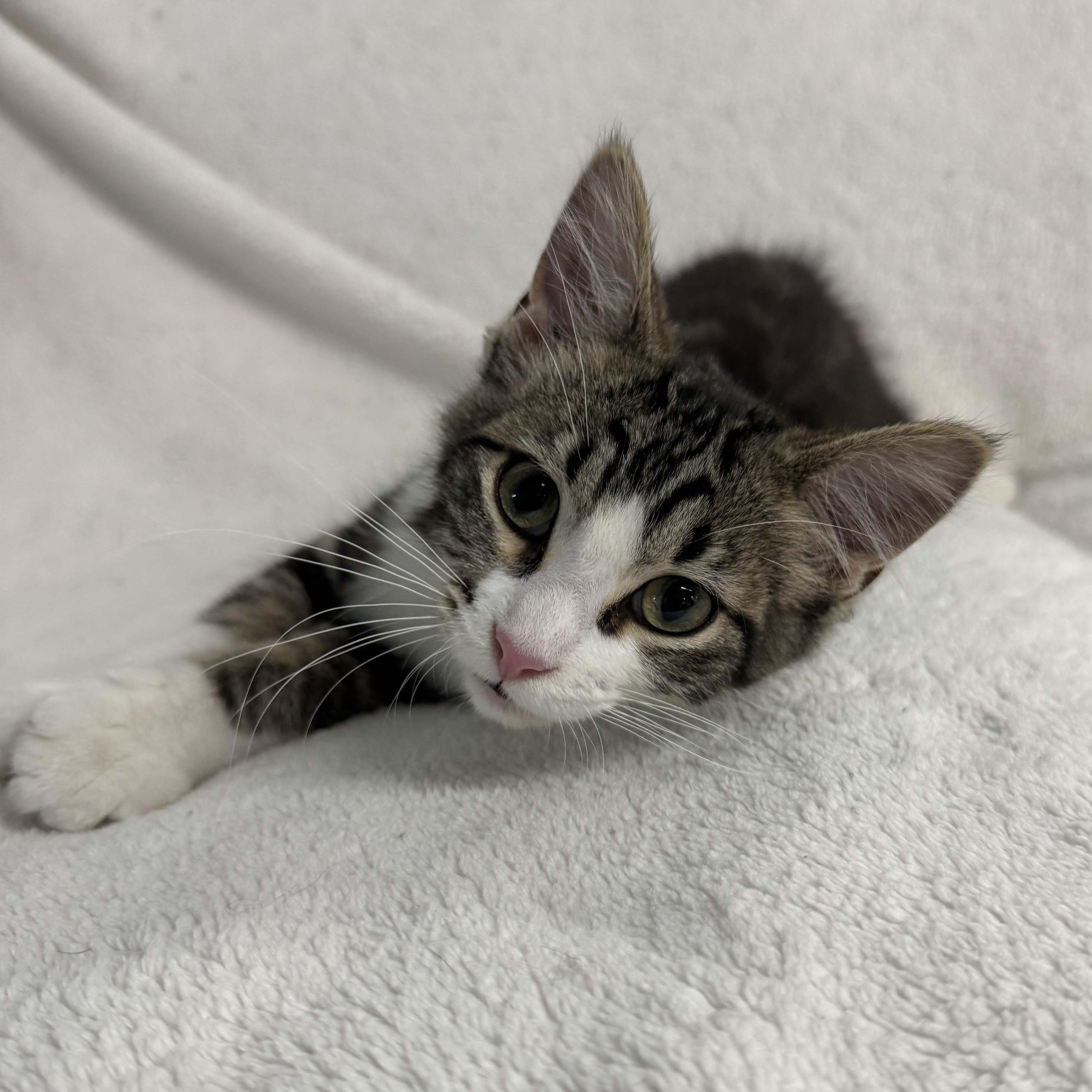 Grasshopper, an adopted Domestic Short Hair in Auburn, NE image 5/6