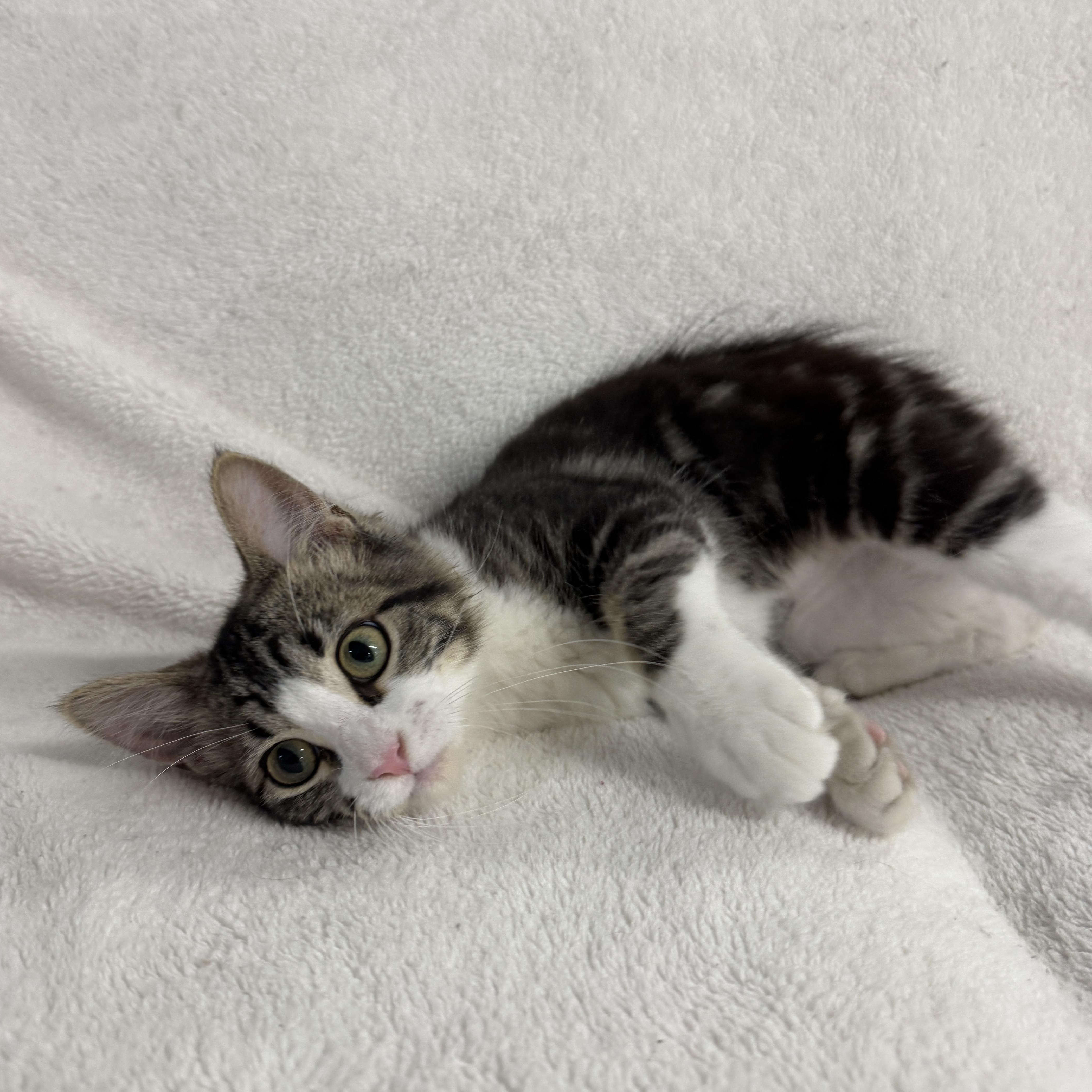 Grasshopper, an adopted Domestic Short Hair in Auburn, NE image 6/6