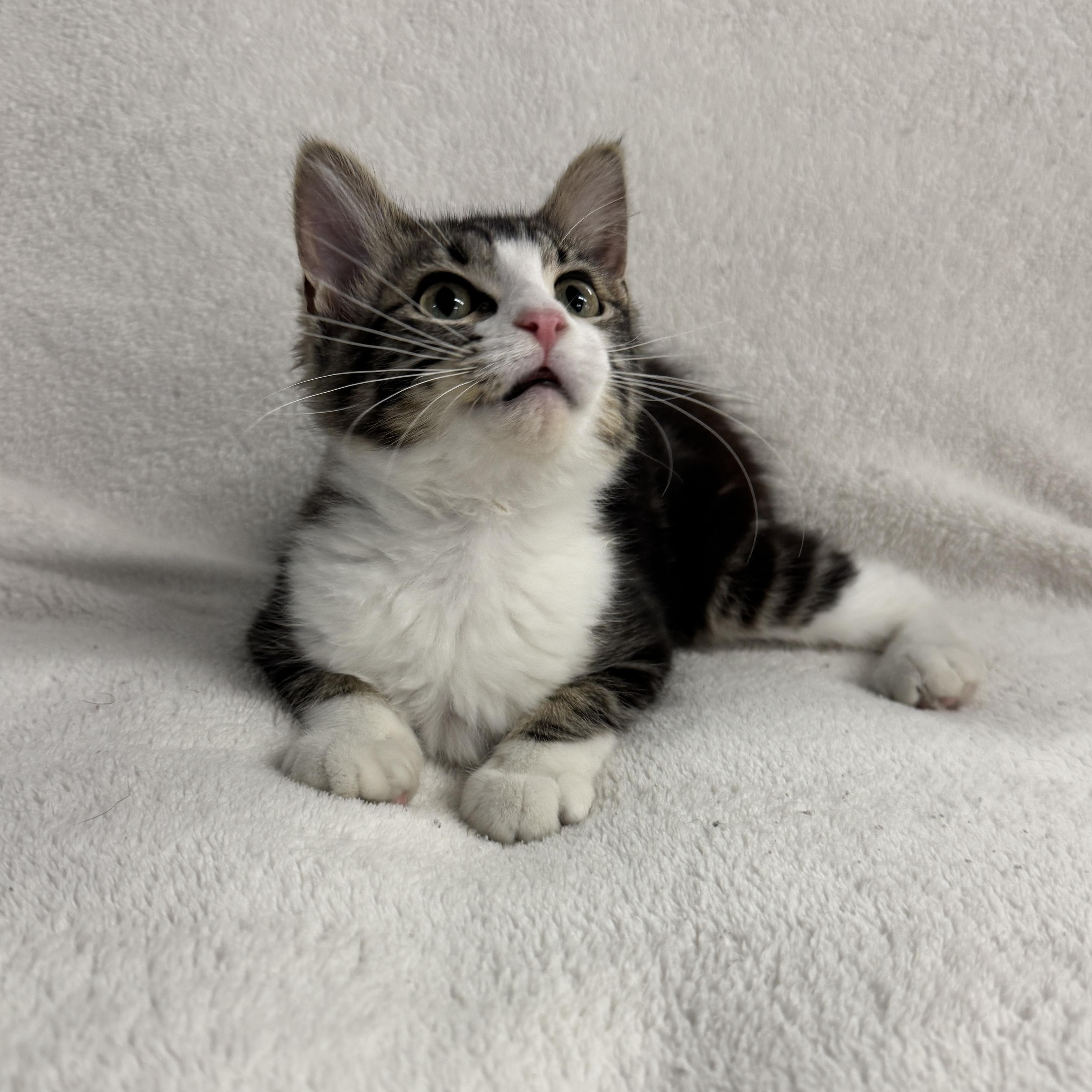 Grasshopper, an adopted Domestic Short Hair in Auburn, NE image 2/6