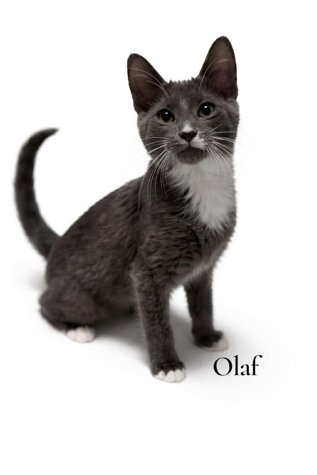 Olaf, ADOPTABLE, Kitten Male Domestic Short Hair.