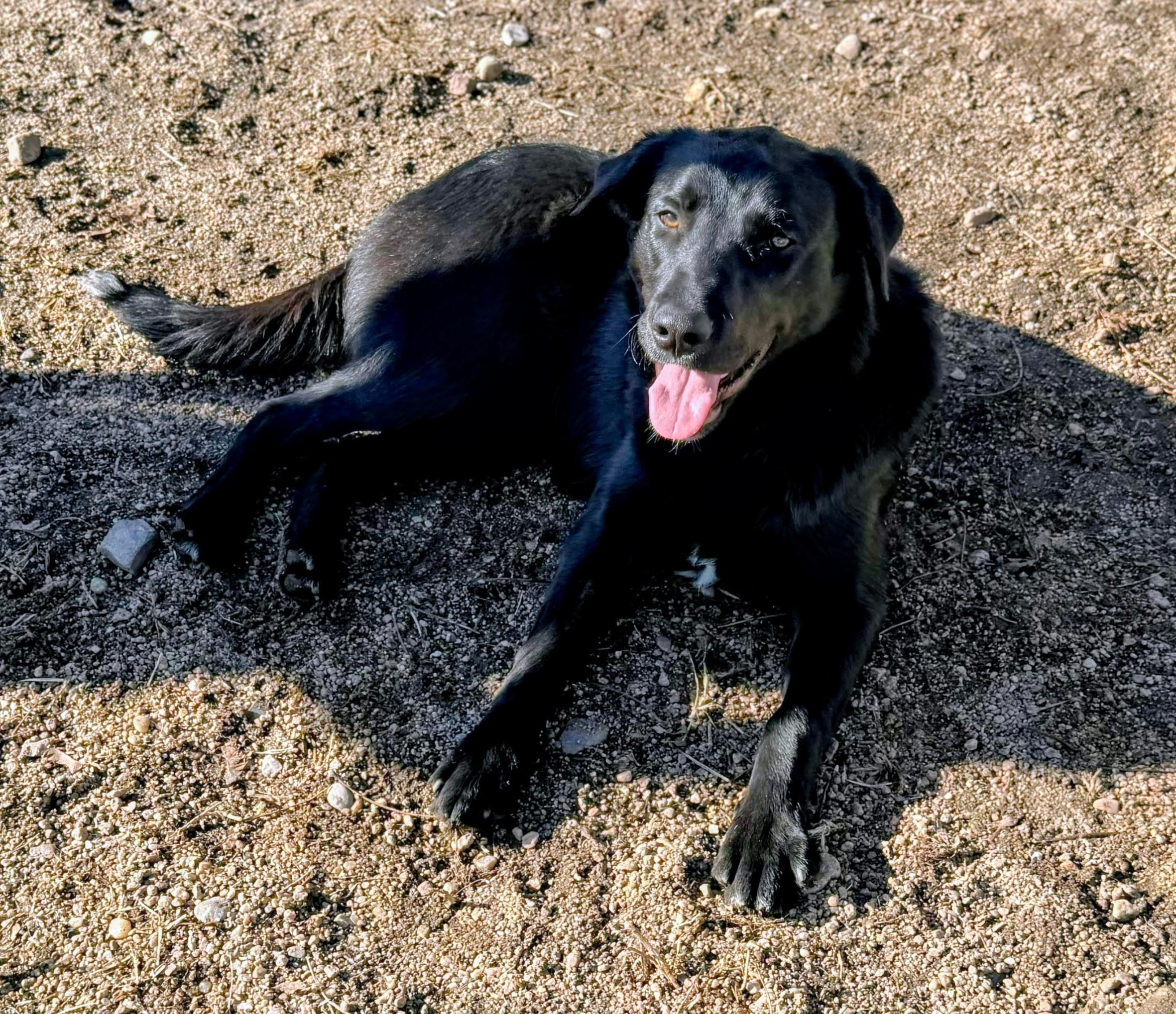 Charlie, ADOPTABLE, Young Male Black Labrador Retriever & Australian Shepherd.