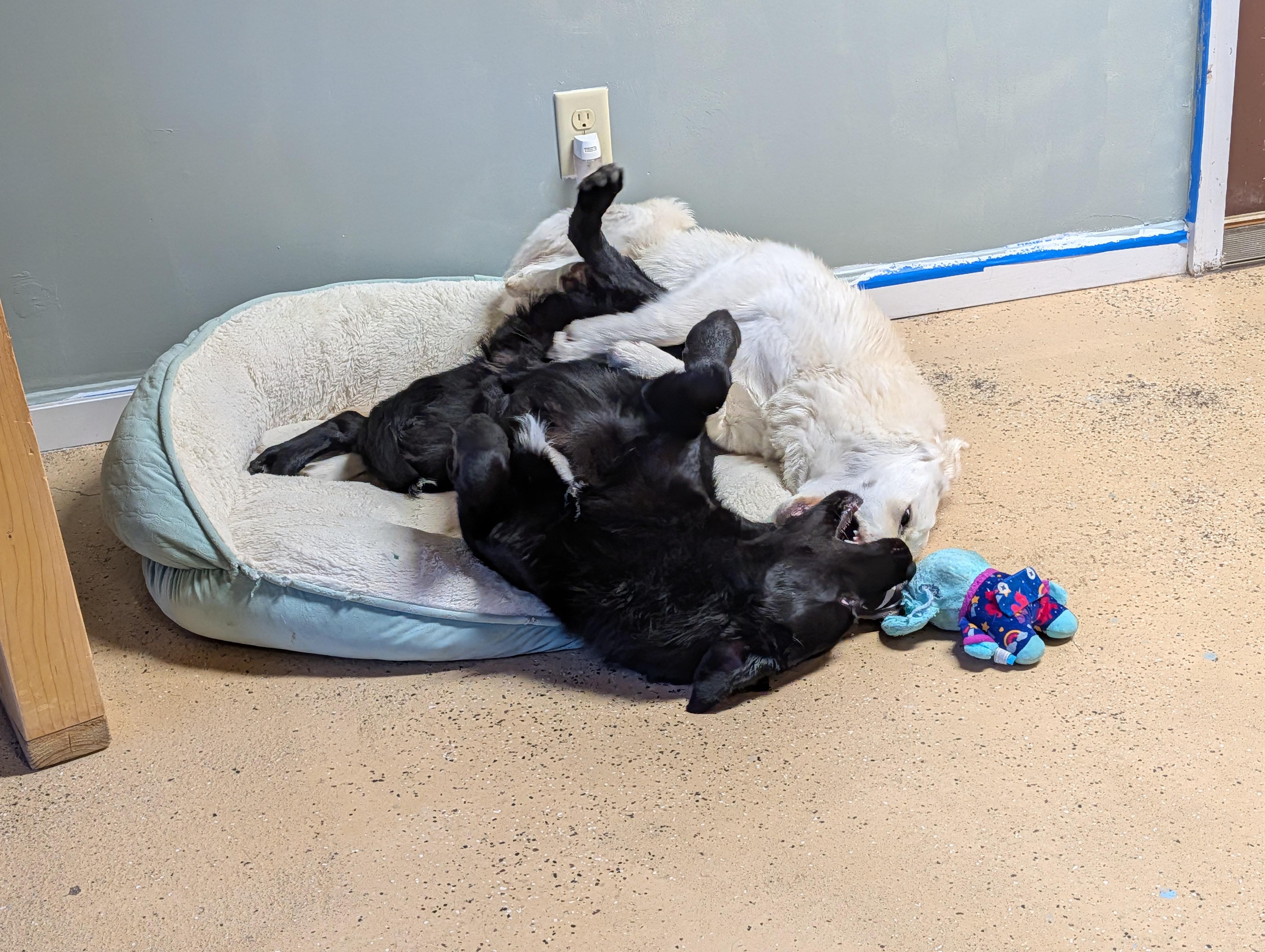 Enlarge Charlie, a ADOPTABLE mixed breed in ONeill, NE image 2/2