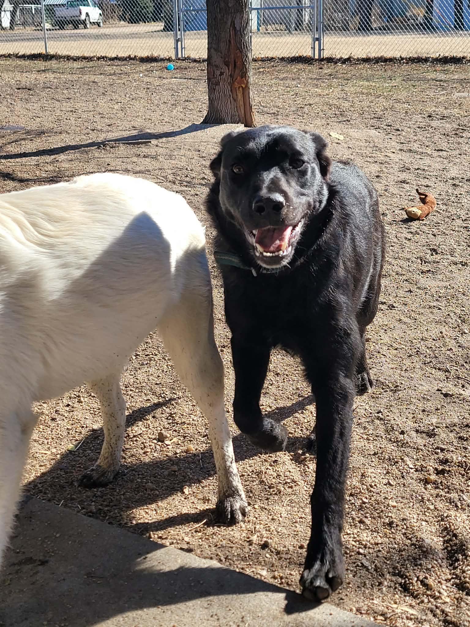 Enlarge Charlie, a ADOPTABLE mixed breed in ONeill, NE image 3/5