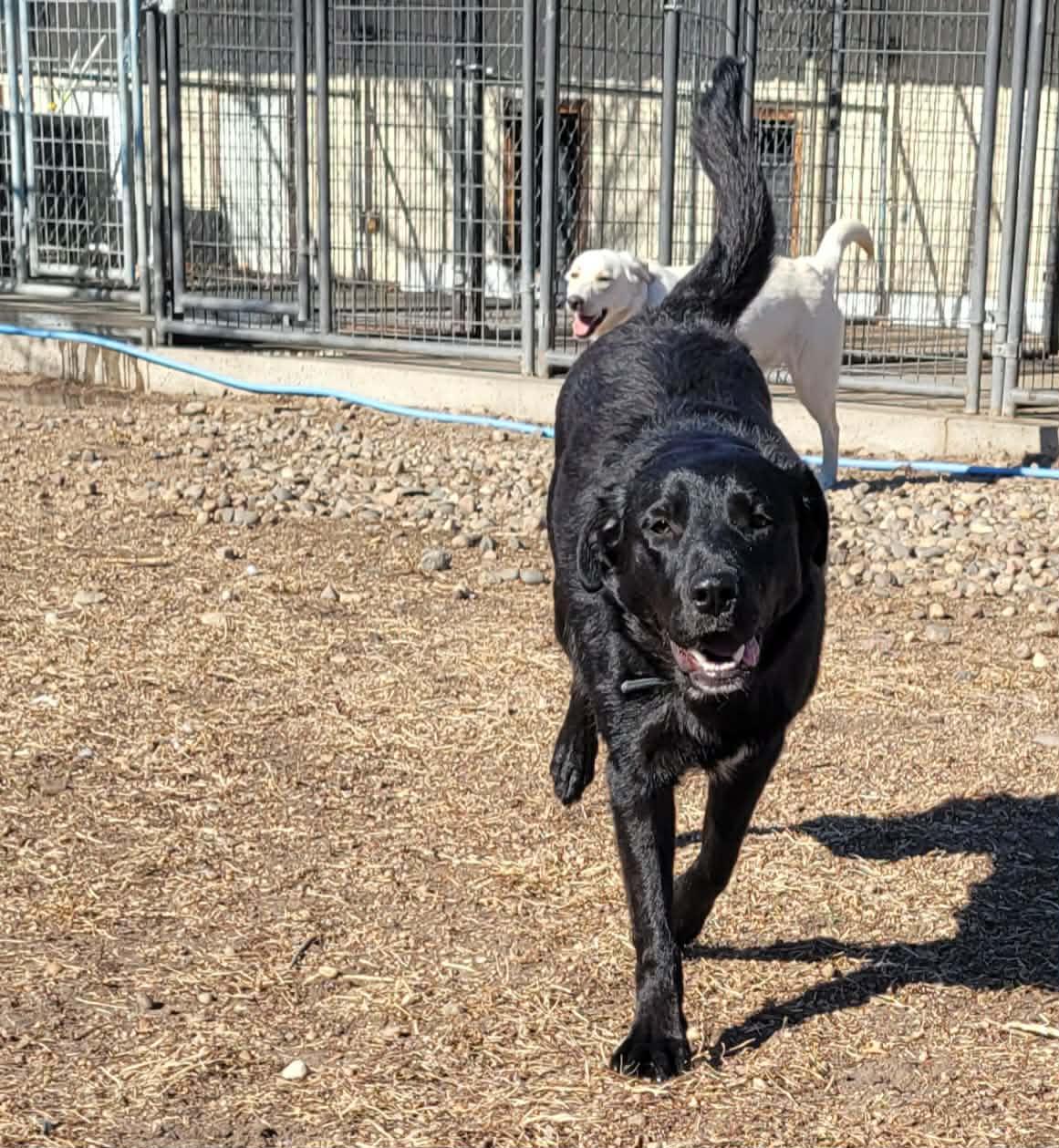 Enlarge Charlie, a ADOPTABLE mixed breed in ONeill, NE image 2/5