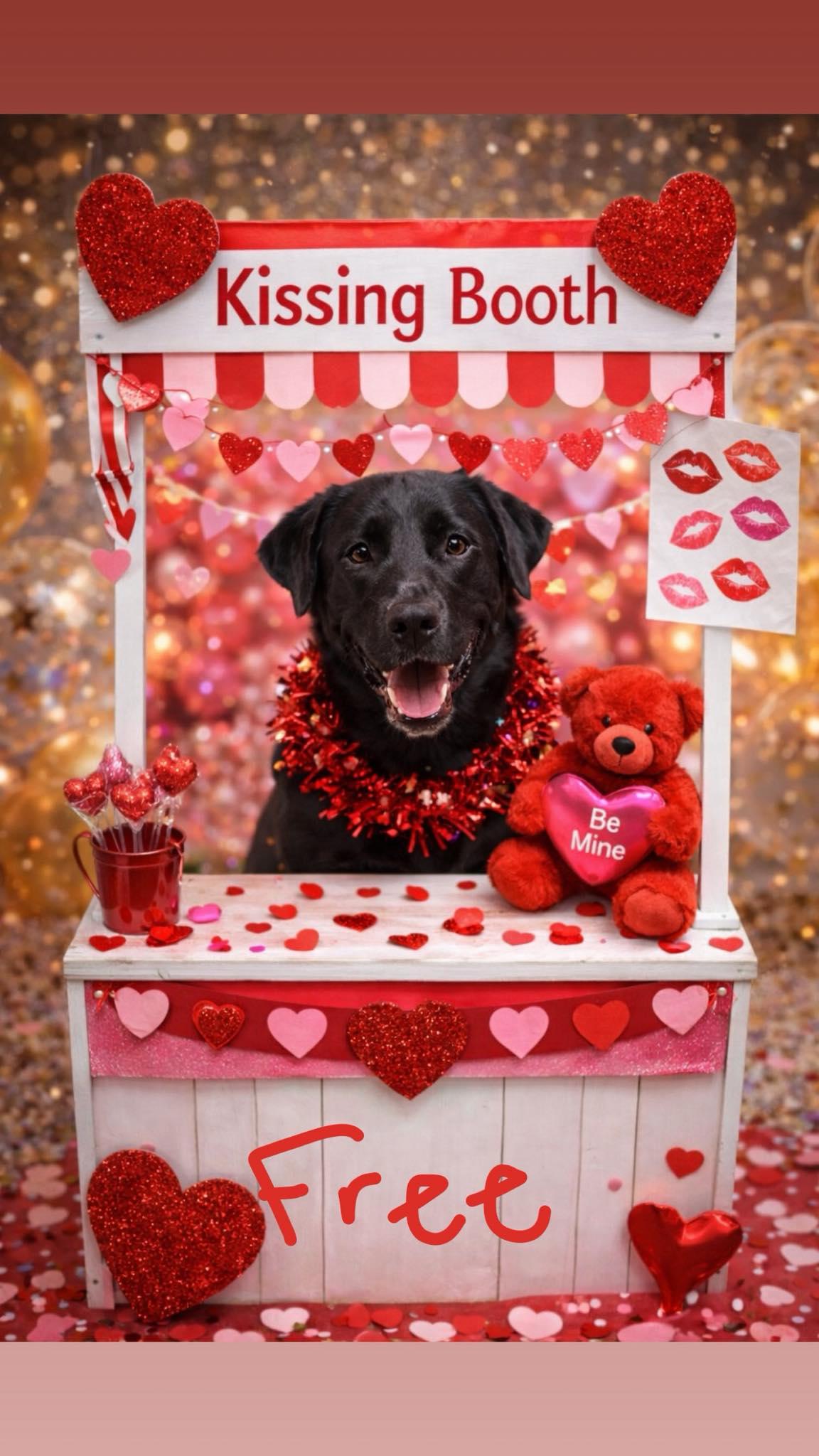 Charlie, ADOPTABLE, Young Male Black Labrador Retriever & Australian Shepherd.