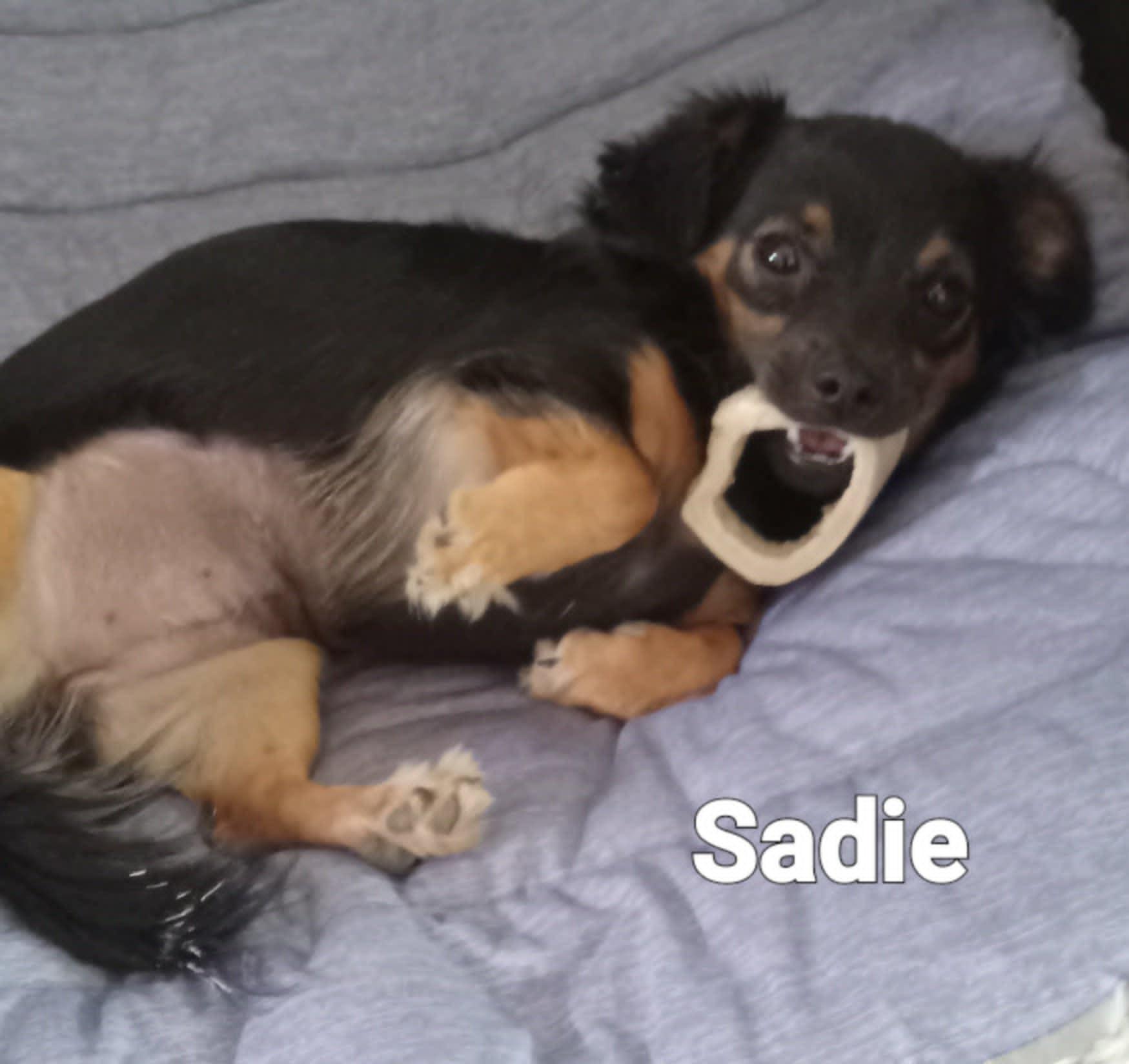 Sadie, an adopted mixed breed in Fulton, NY image 1/3