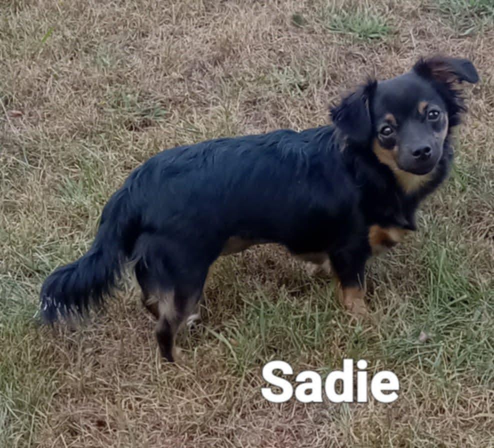 Sadie, an adopted mixed breed in Fulton, NY image 2/3